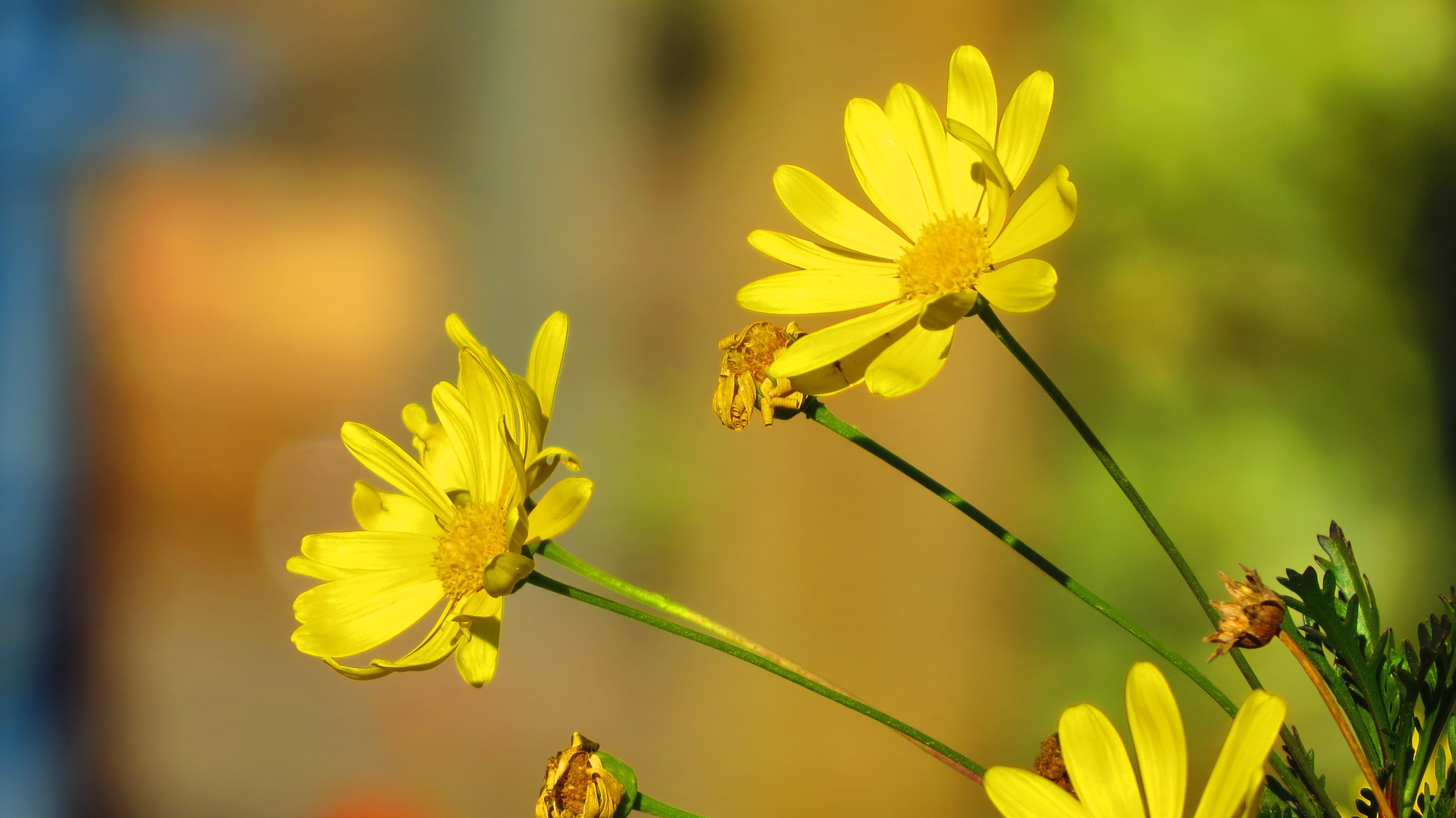 Yellow daisies with a spider in sunlight HD Wallpaper