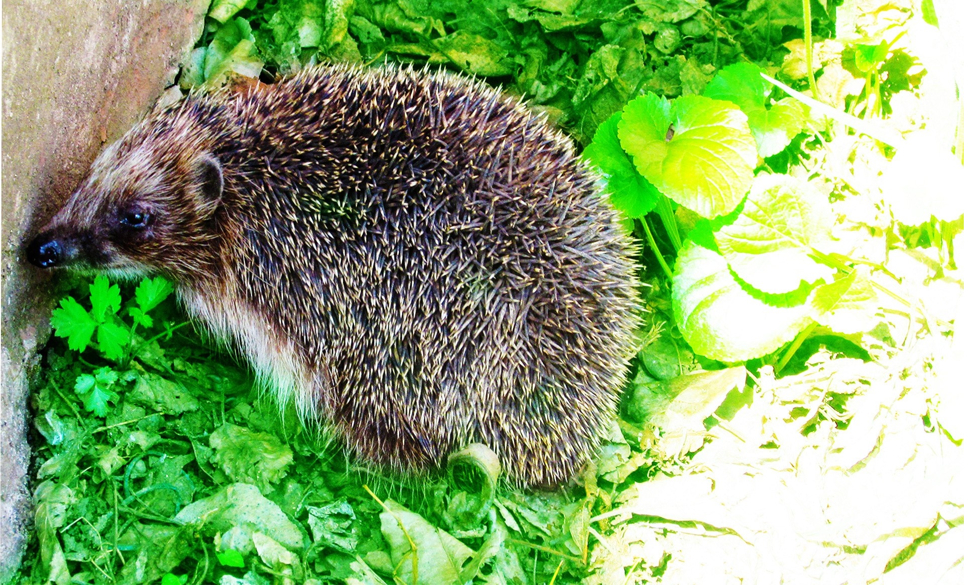 Hedgehog in green foliage near a stone wall HD Wallpaper