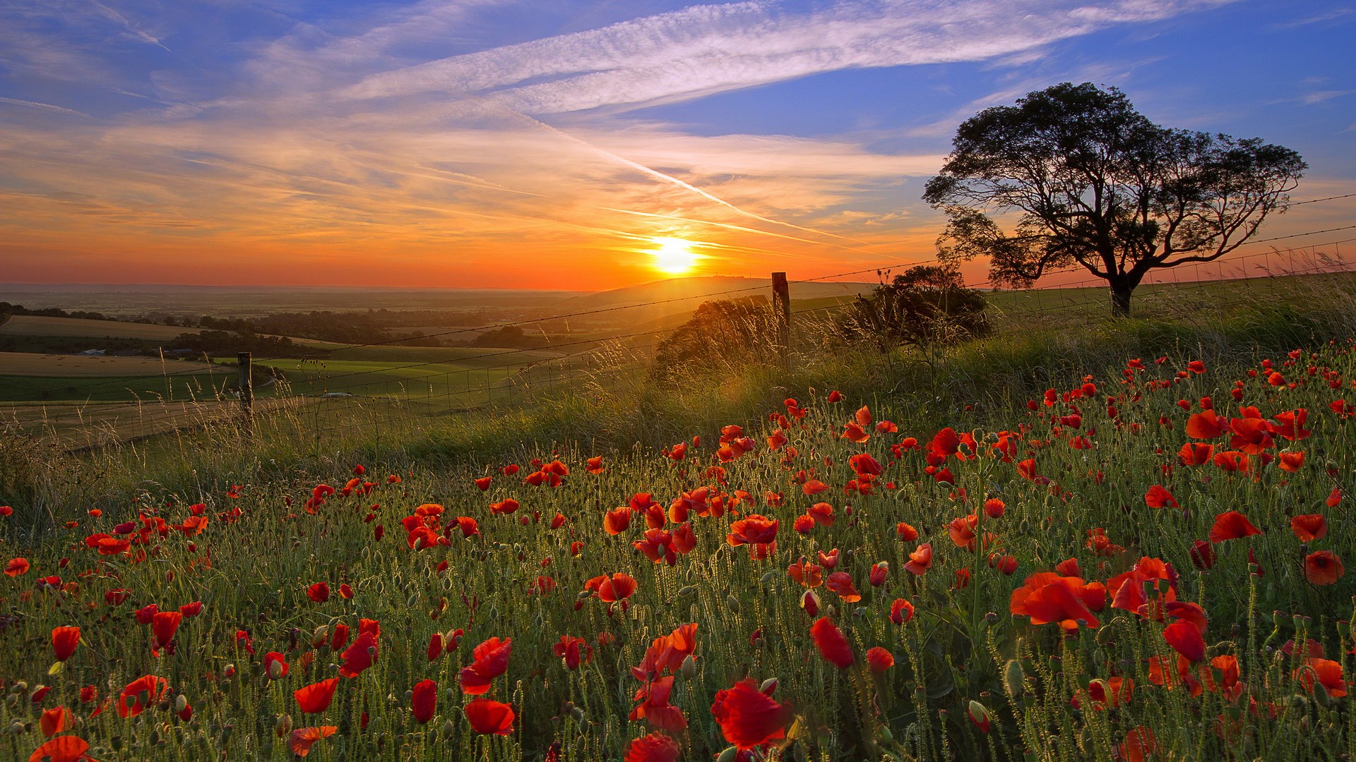 Field of poppies at sunset with a lone tree HD Wallpaper