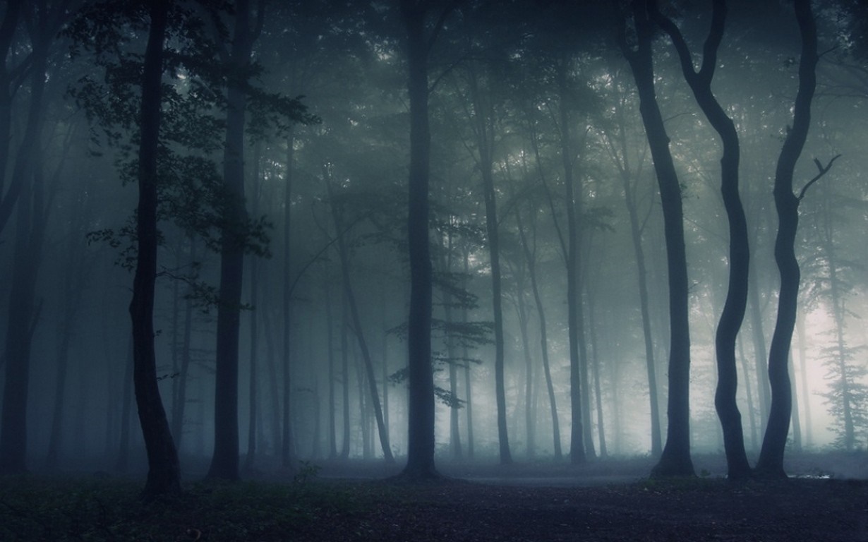Dark foggy forest with tall trees HD Wallpaper