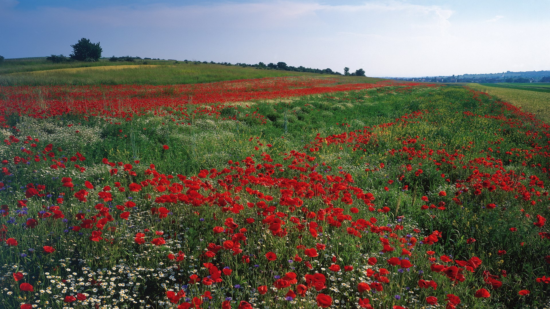 Field of red poppies and white flowers HD Wallpaper