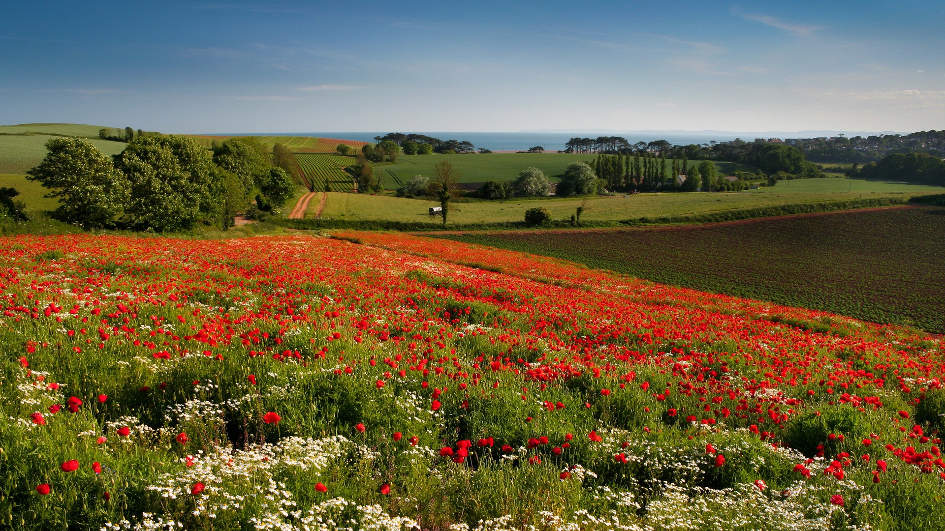 Field of poppies and daisies with rolling hills and ocean HD Wallpaper