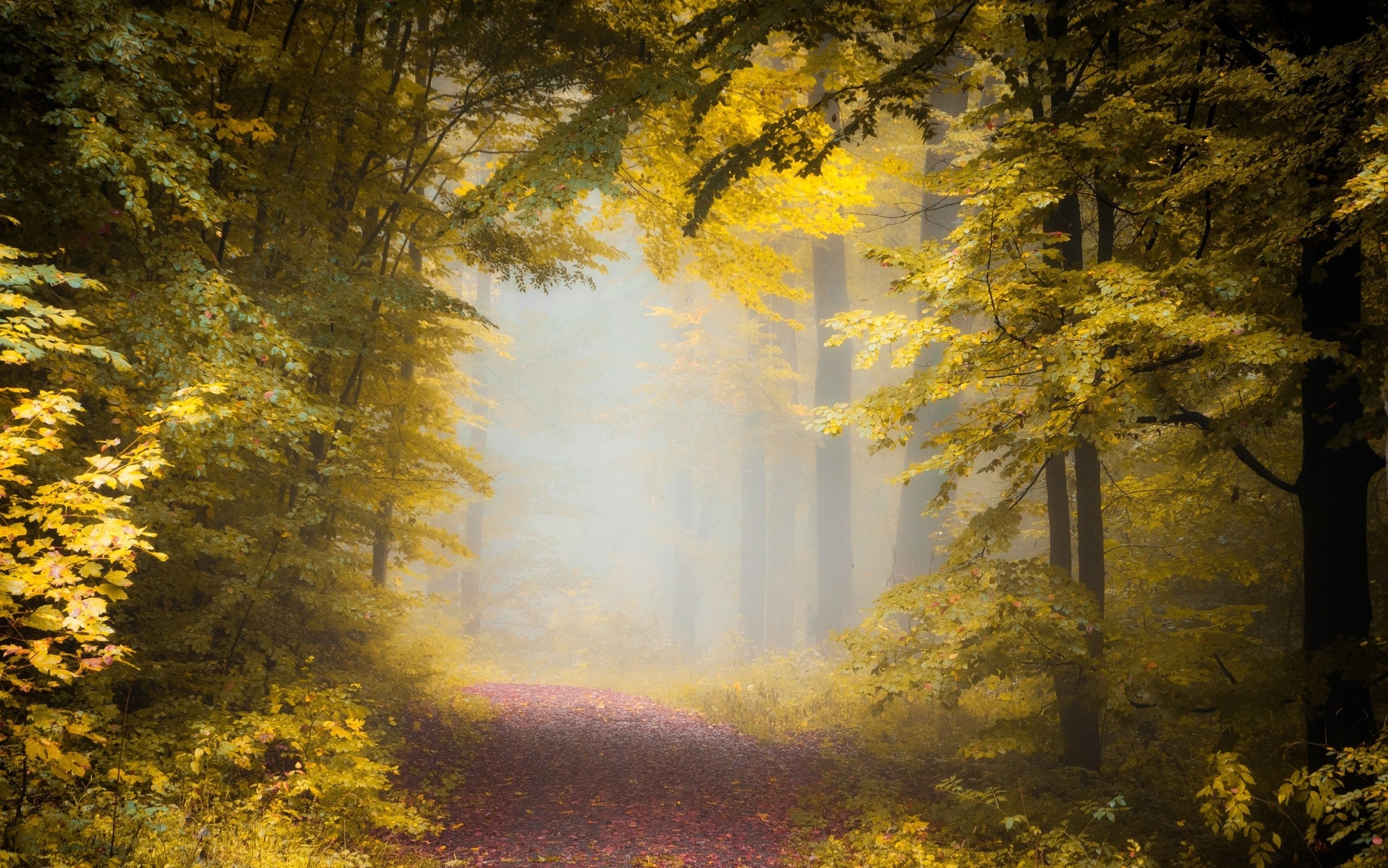 Autumn forest path with mist and sunlight HD Wallpaper