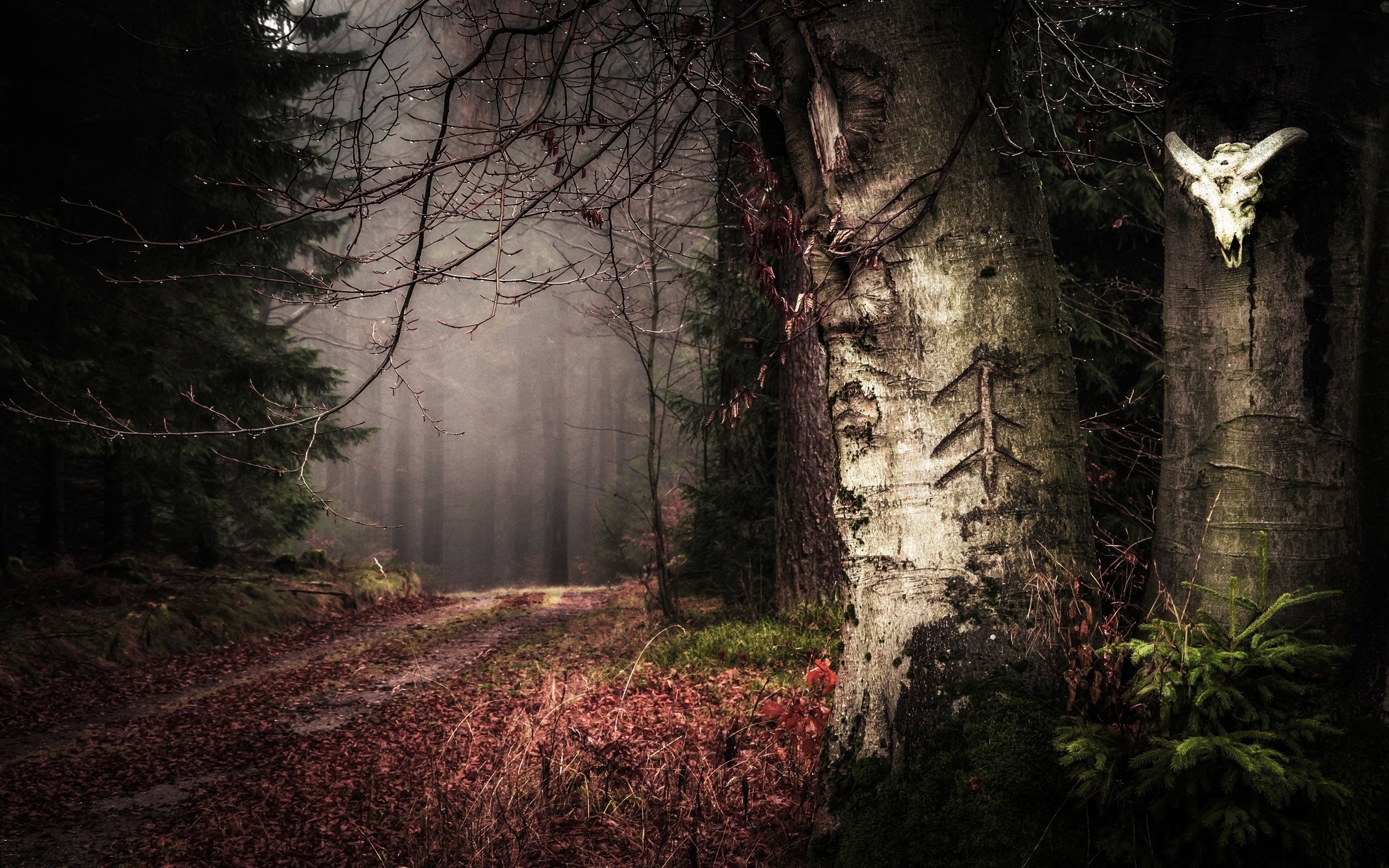 Skull and carved tree in a misty forest path HD Wallpaper