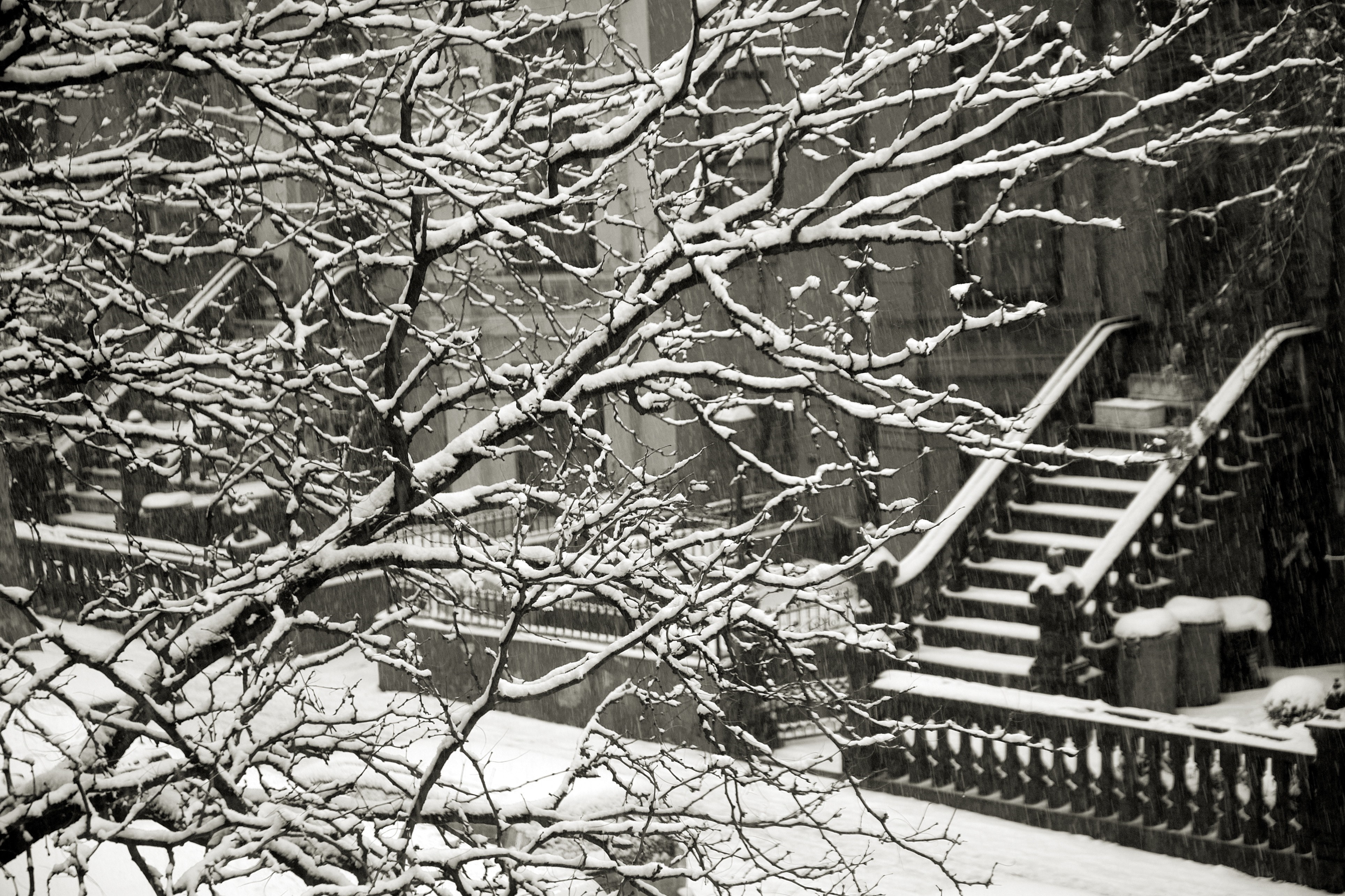 Snowy tree branches in front of a building with stairs HD Wallpaper