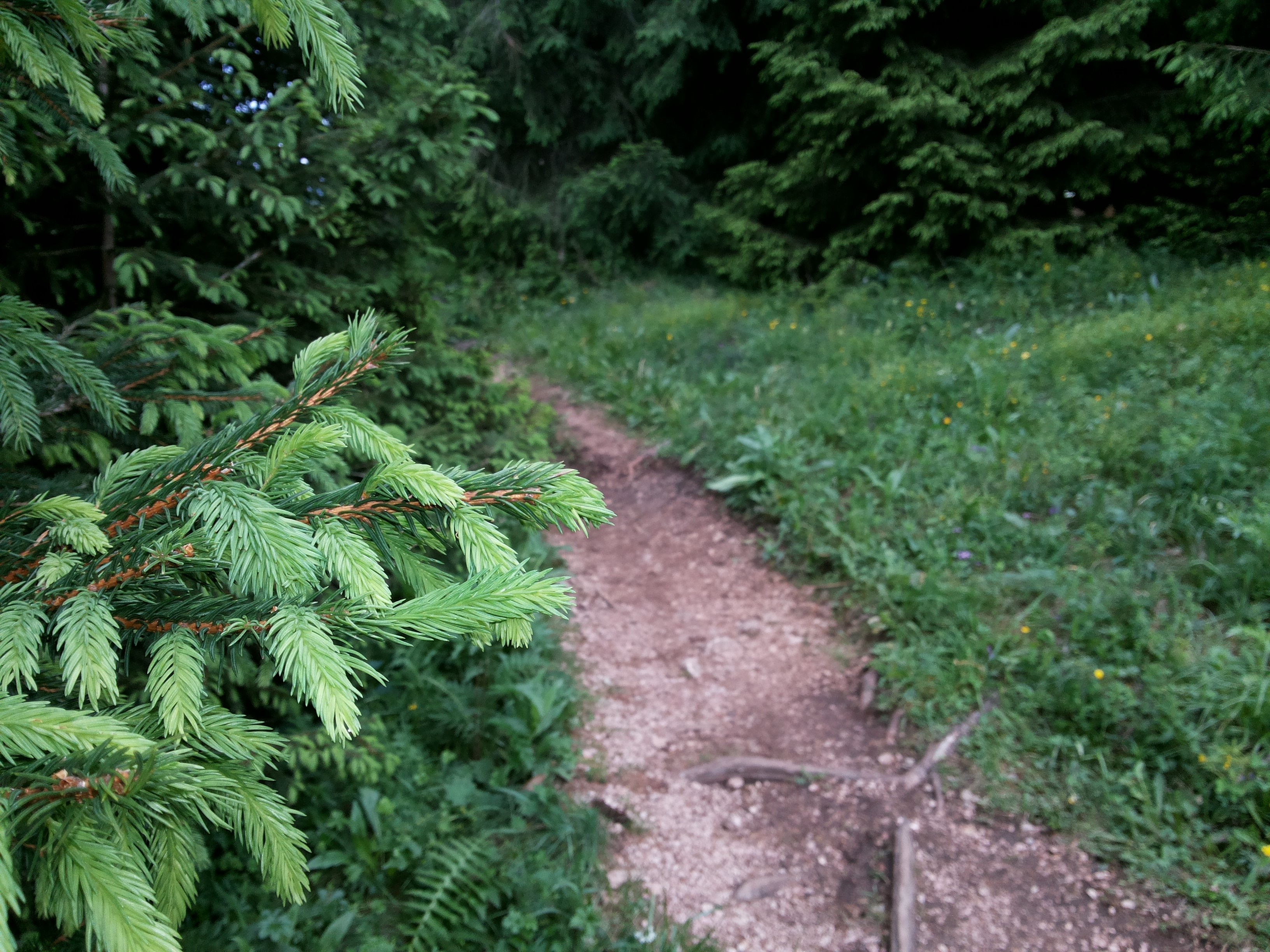 Forest path with spruce branches in the foreground HD Wallpaper