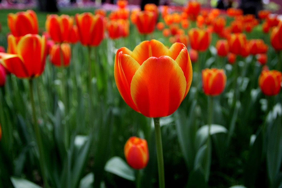 Close-up of orange and yellow tulips in a field HD Wallpaper