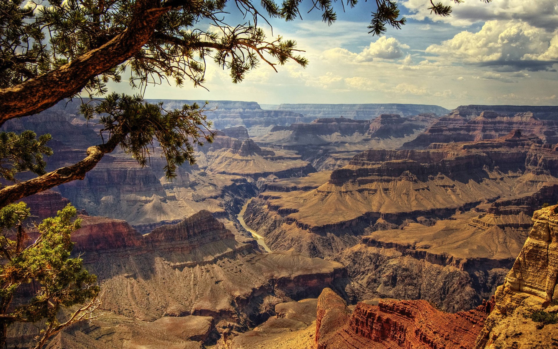 Grand Canyon National Park with a tree branch in the foreground HD Wallpaper