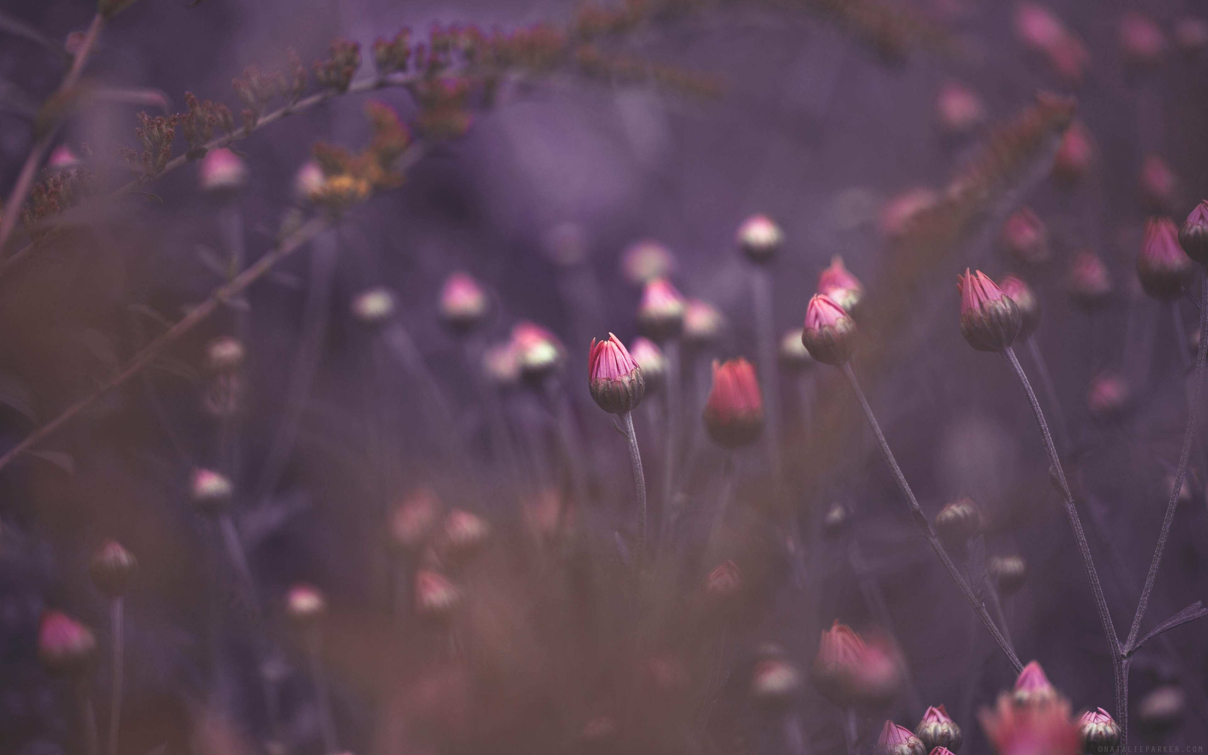 Close-up of pink flower buds in purple light HD Wallpaper