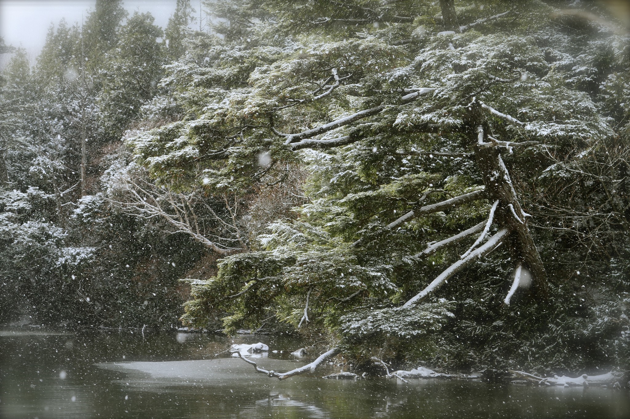 Snow falling on trees by a body of water HD Wallpaper
