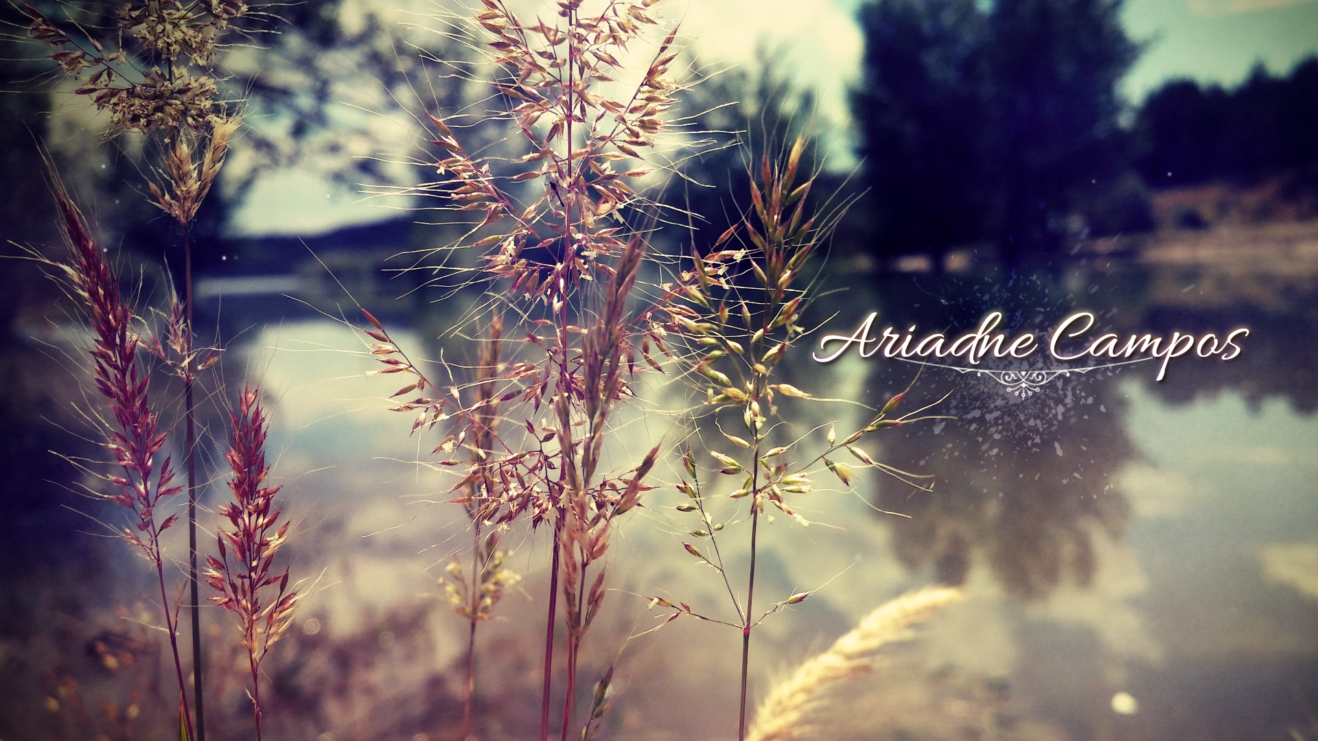 Ariadne Campos text over nature scene HD Wallpaper