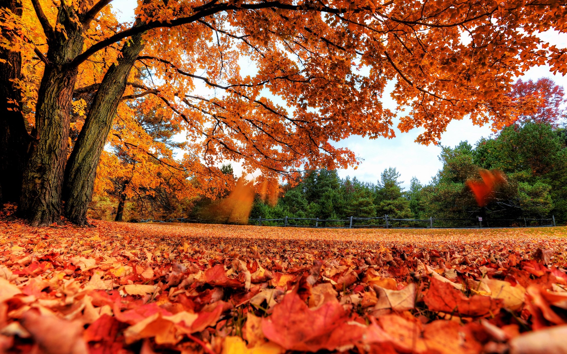 Autumn leaves cover the ground under a tree HD Wallpaper