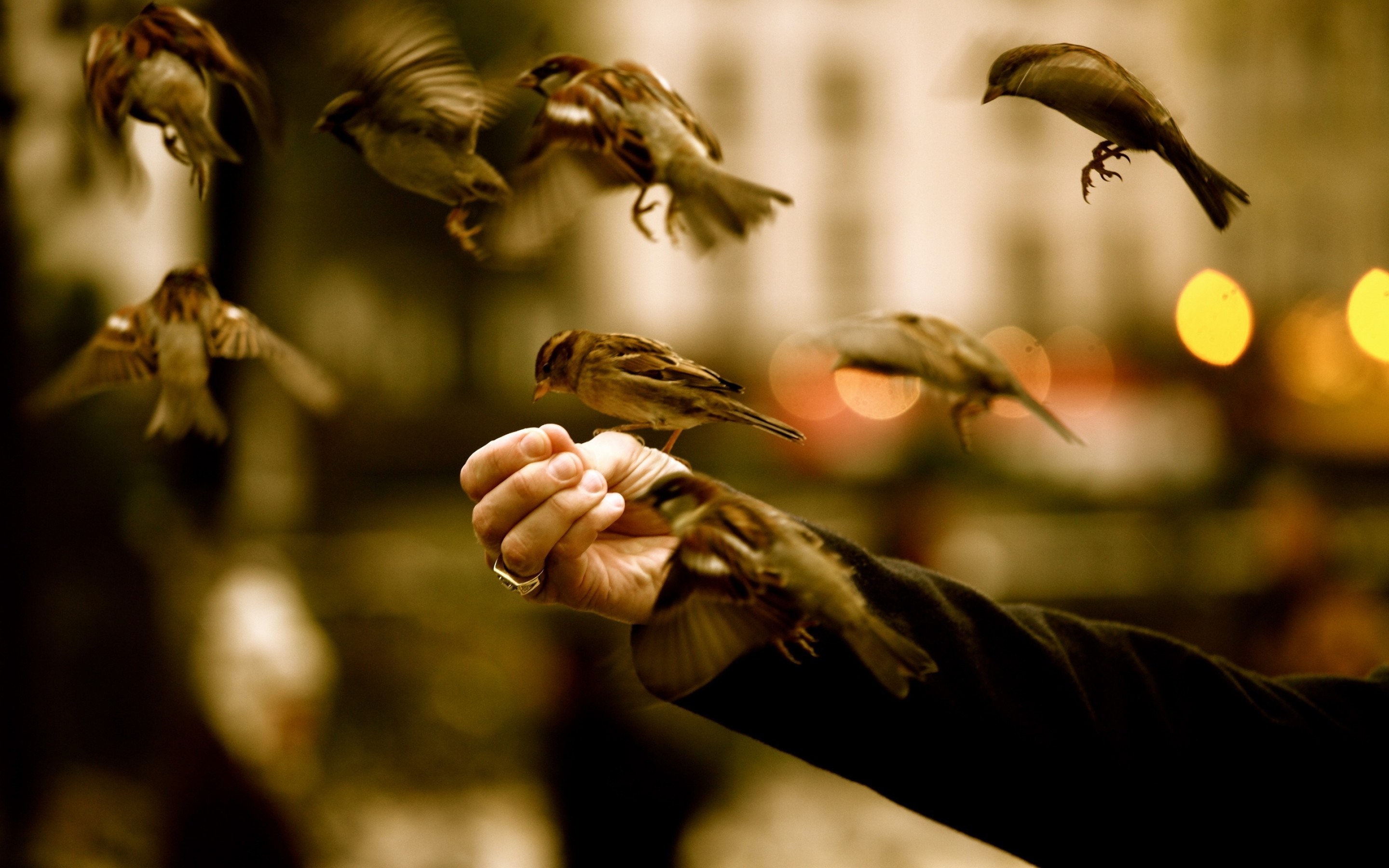 Sparrows feeding from a person's hand HD Wallpaper