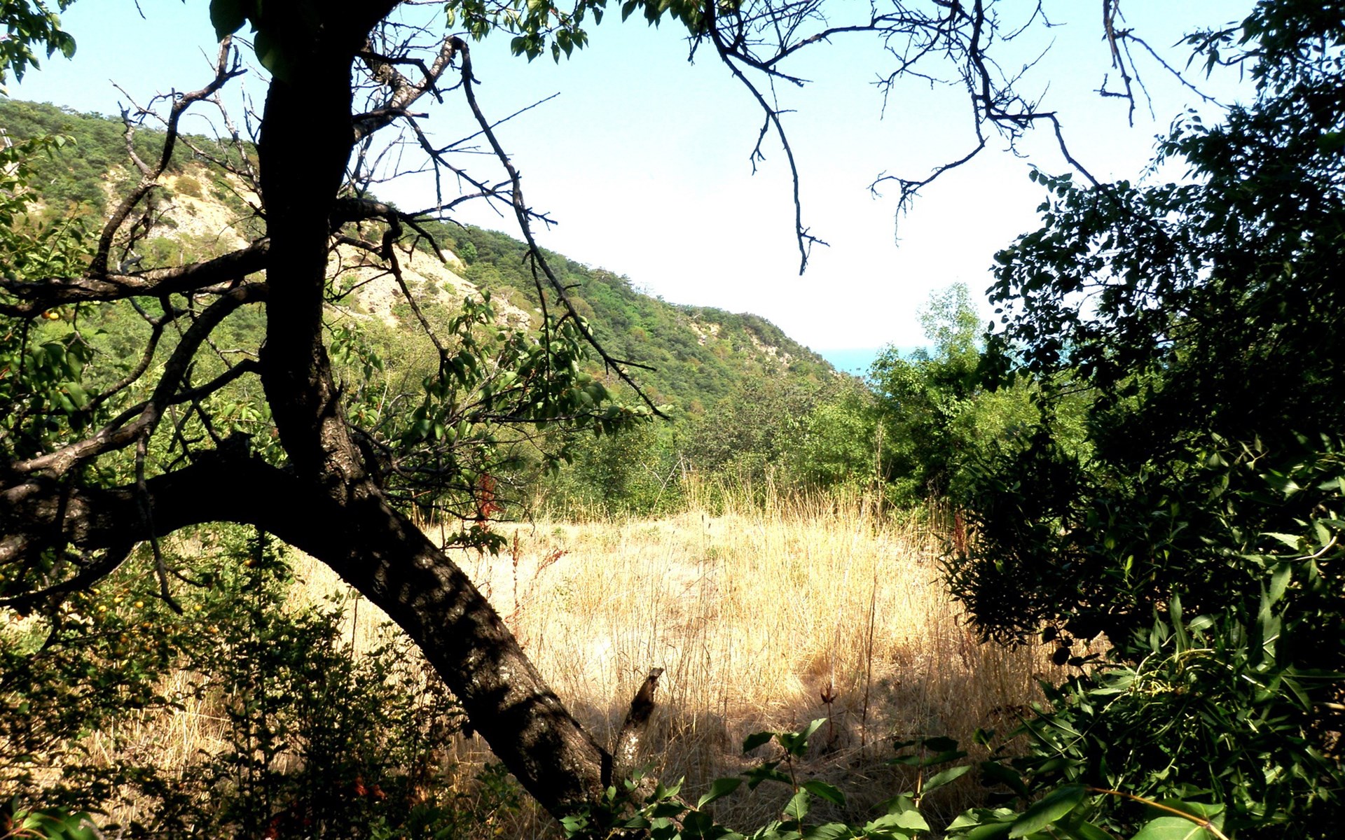 Dry grass field with trees and hills HD Wallpaper