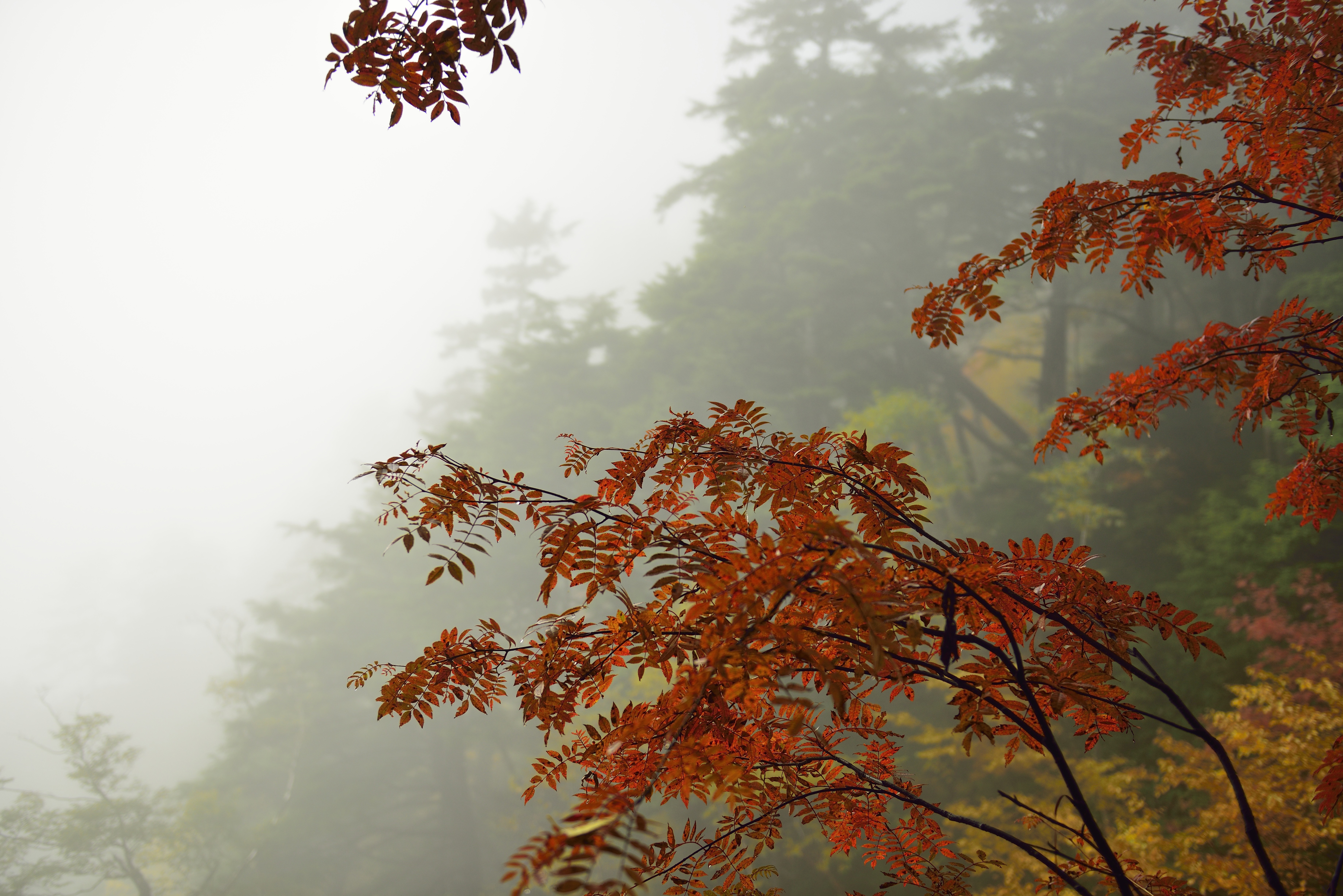 Autumn branches with orange leaves in mist HD Wallpaper