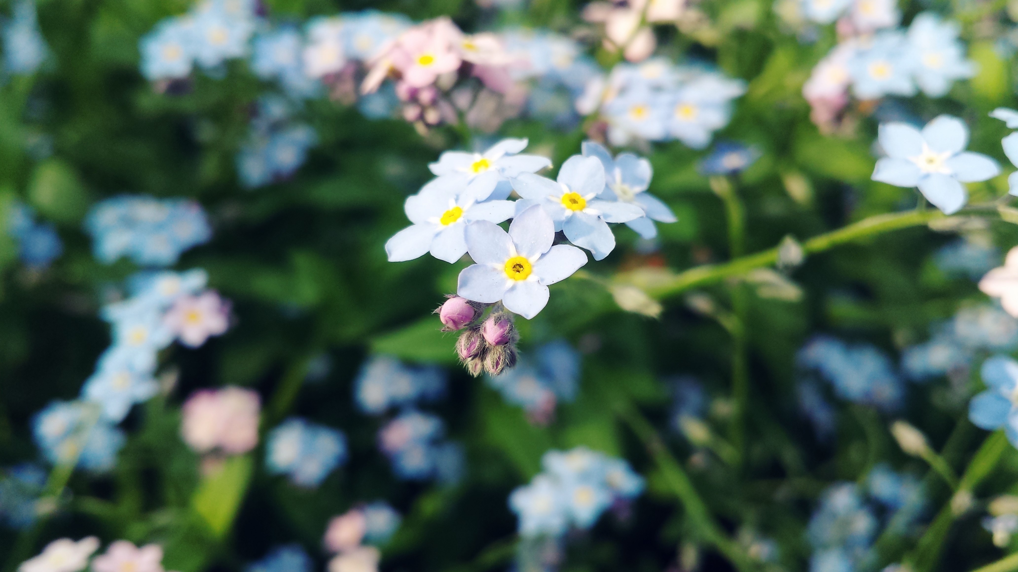 Close-up of light blue forget-me-not flowers with pink buds HD Wallpaper