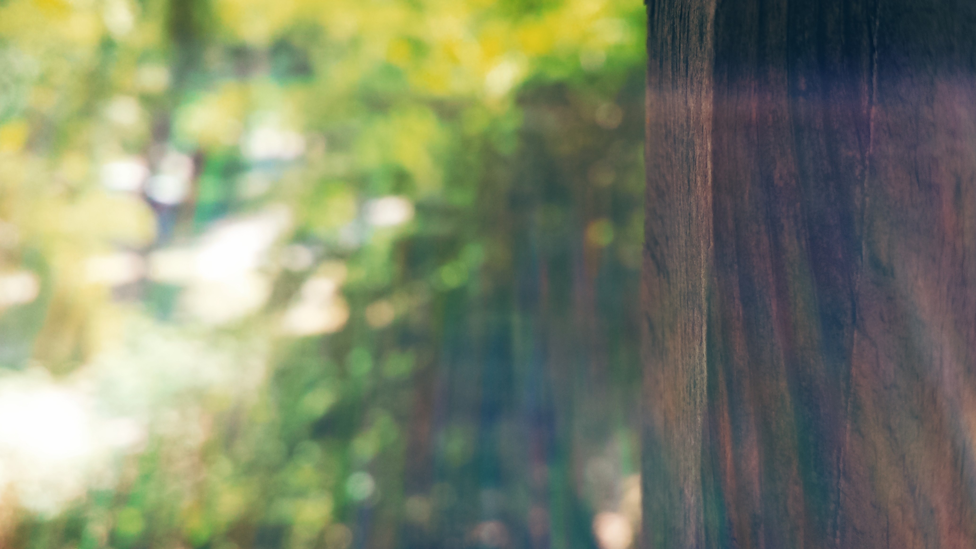 Sunlight filtering through trees in a forest HD Wallpaper