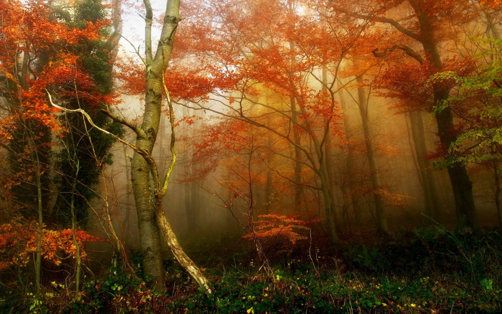 Misty forest with autumn leaves and sunlight HD Wallpaper