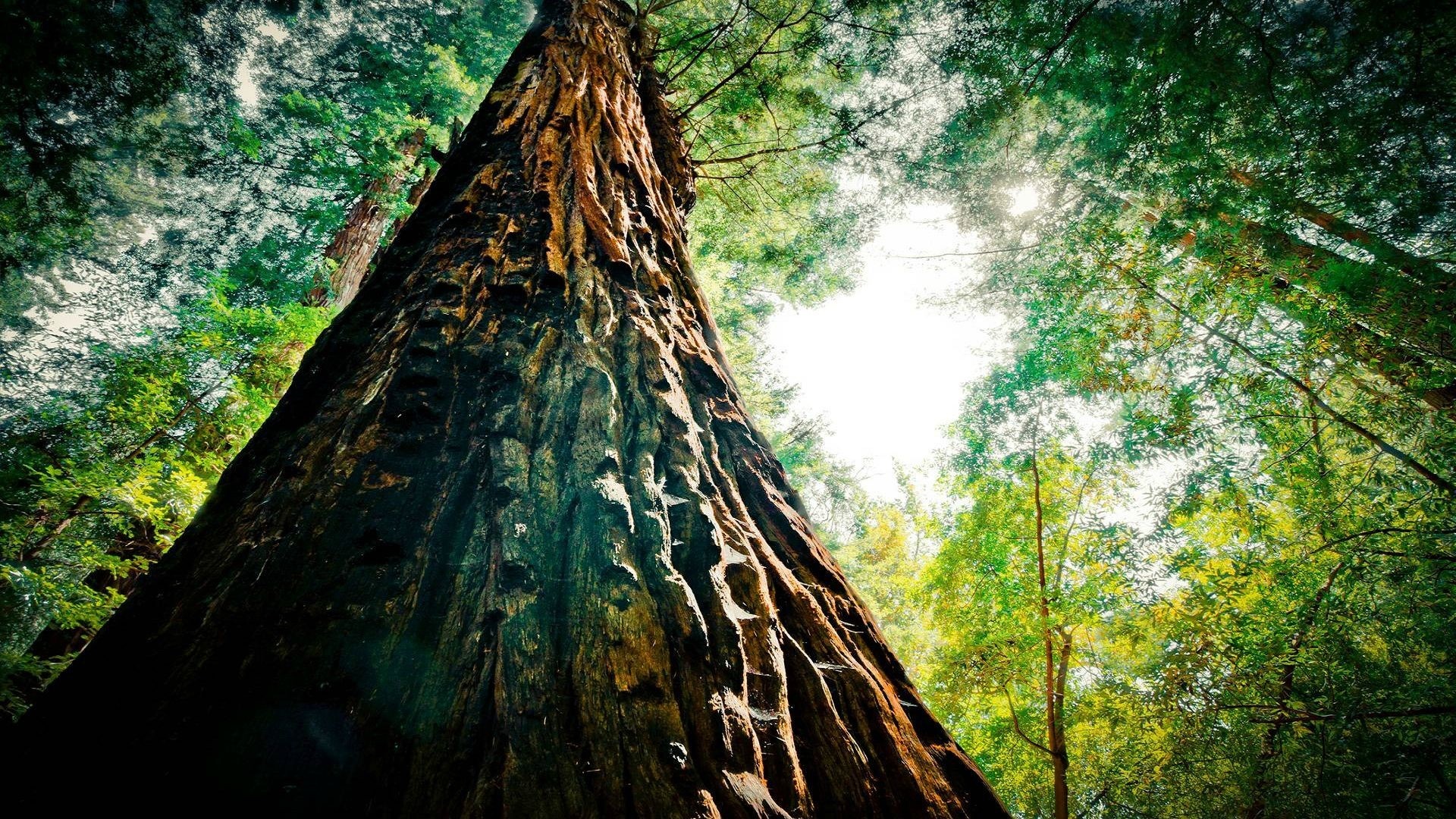Giant redwood tree in a sunlit forest HD Wallpaper