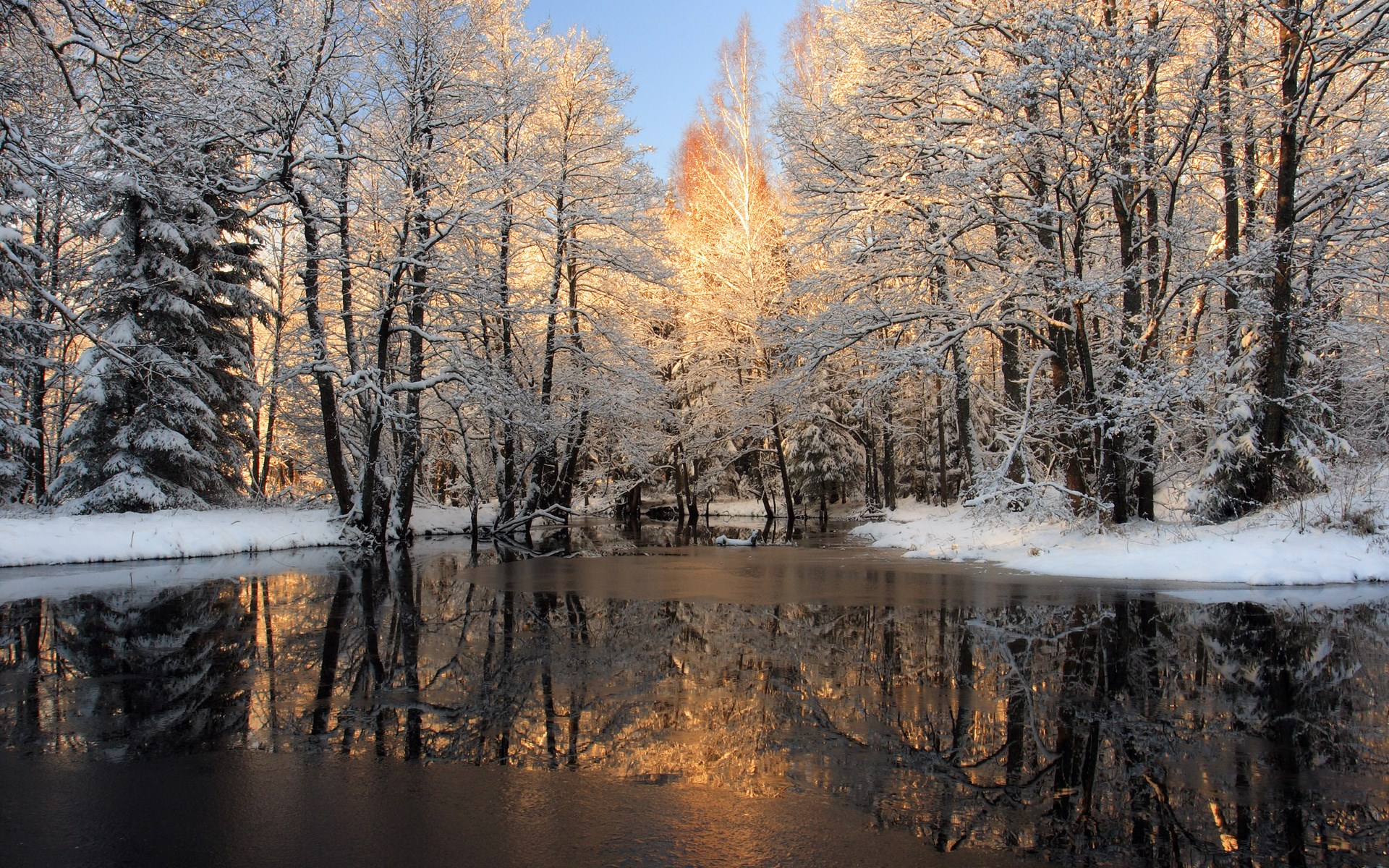 Snow-covered trees reflected in a winter lake HD Wallpaper