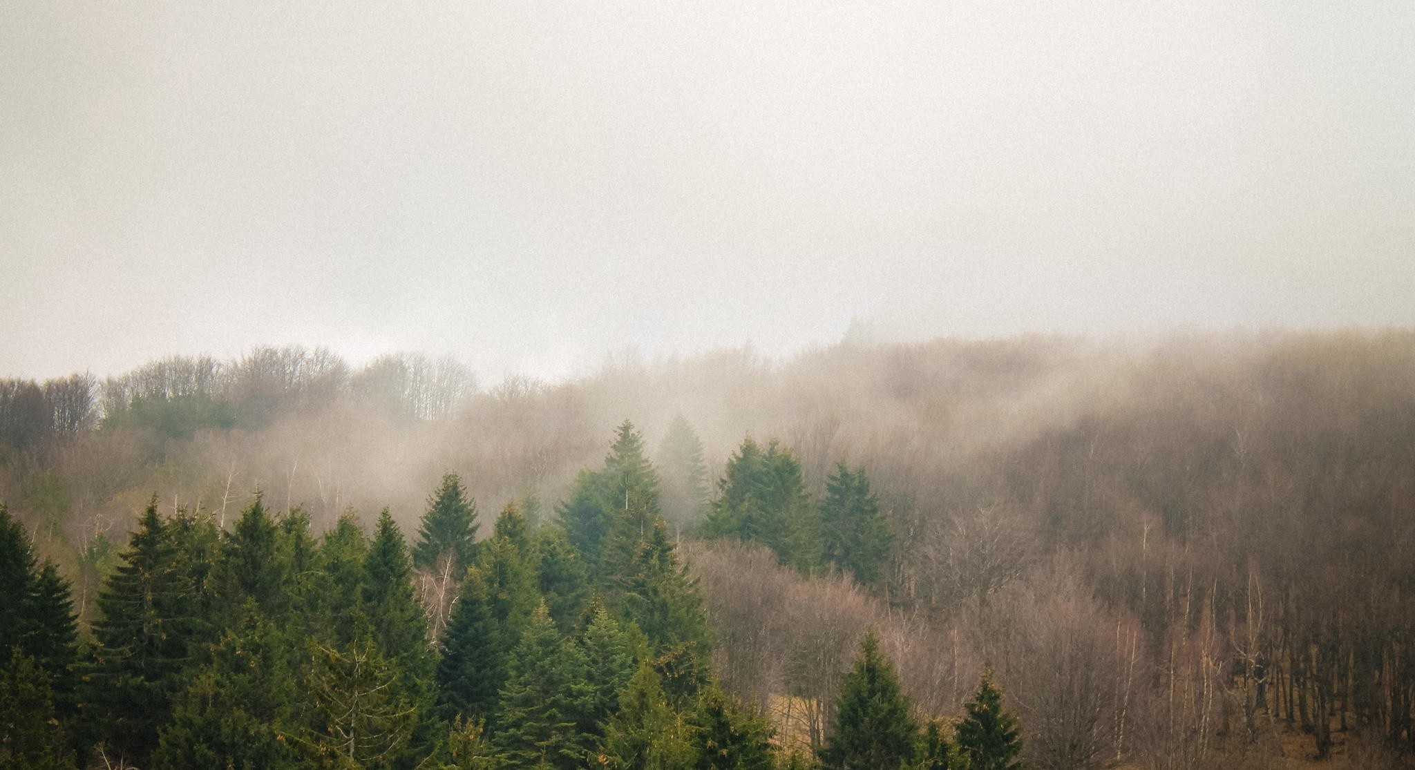 Misty forest on a hill with evergreen trees HD Wallpaper