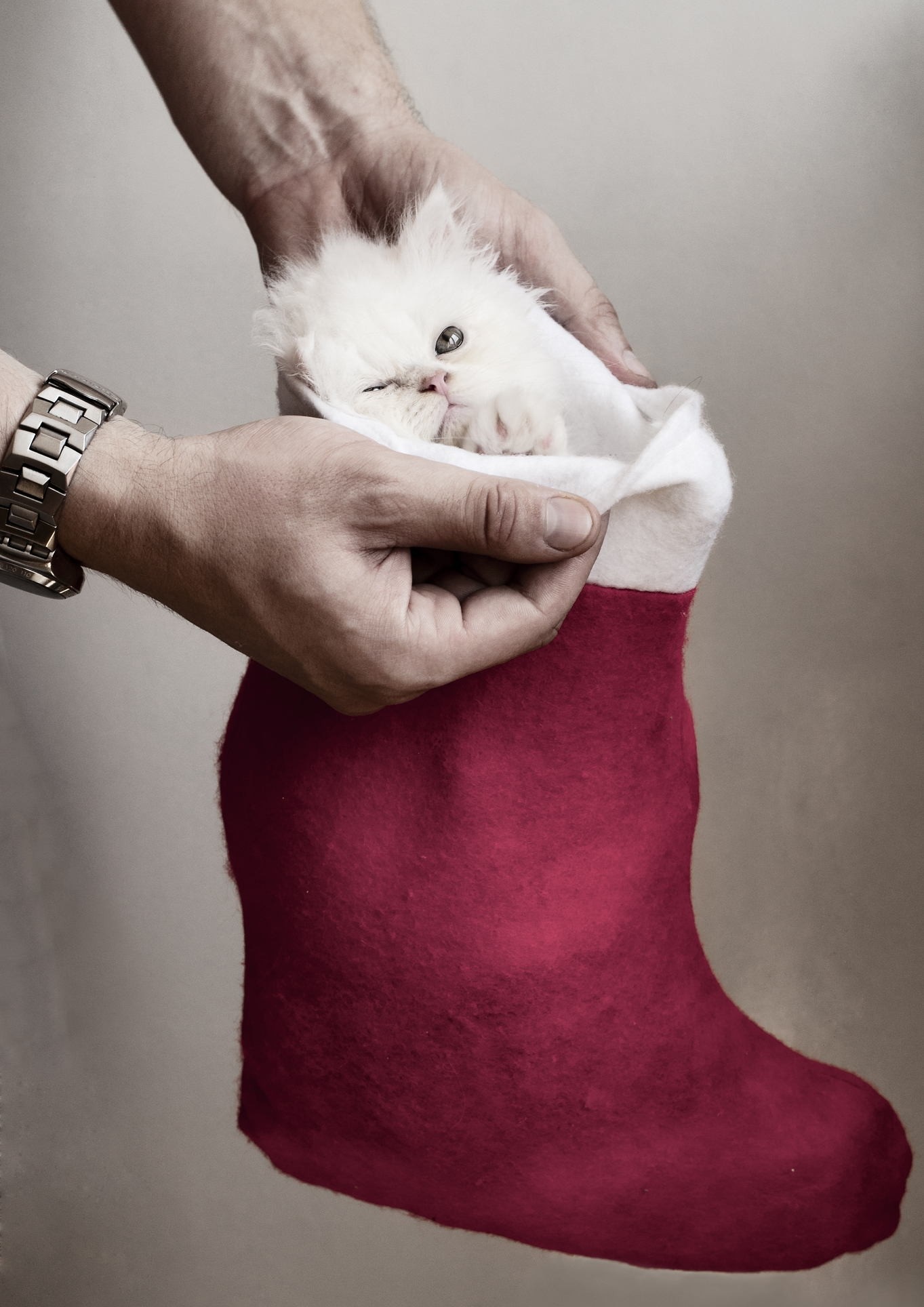 White kitten in a red Christmas stocking held by hands HD Wallpaper