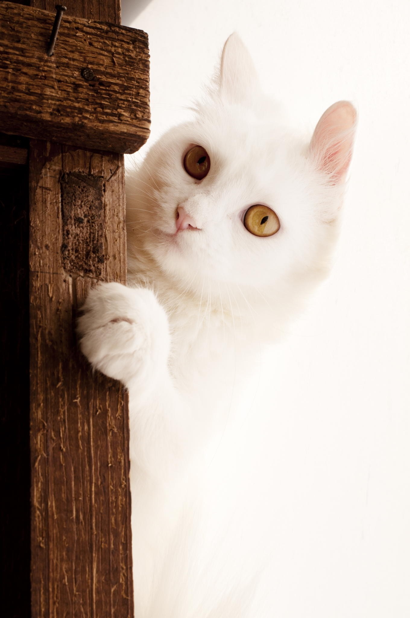 White cat peeking around a wooden post HD Wallpaper