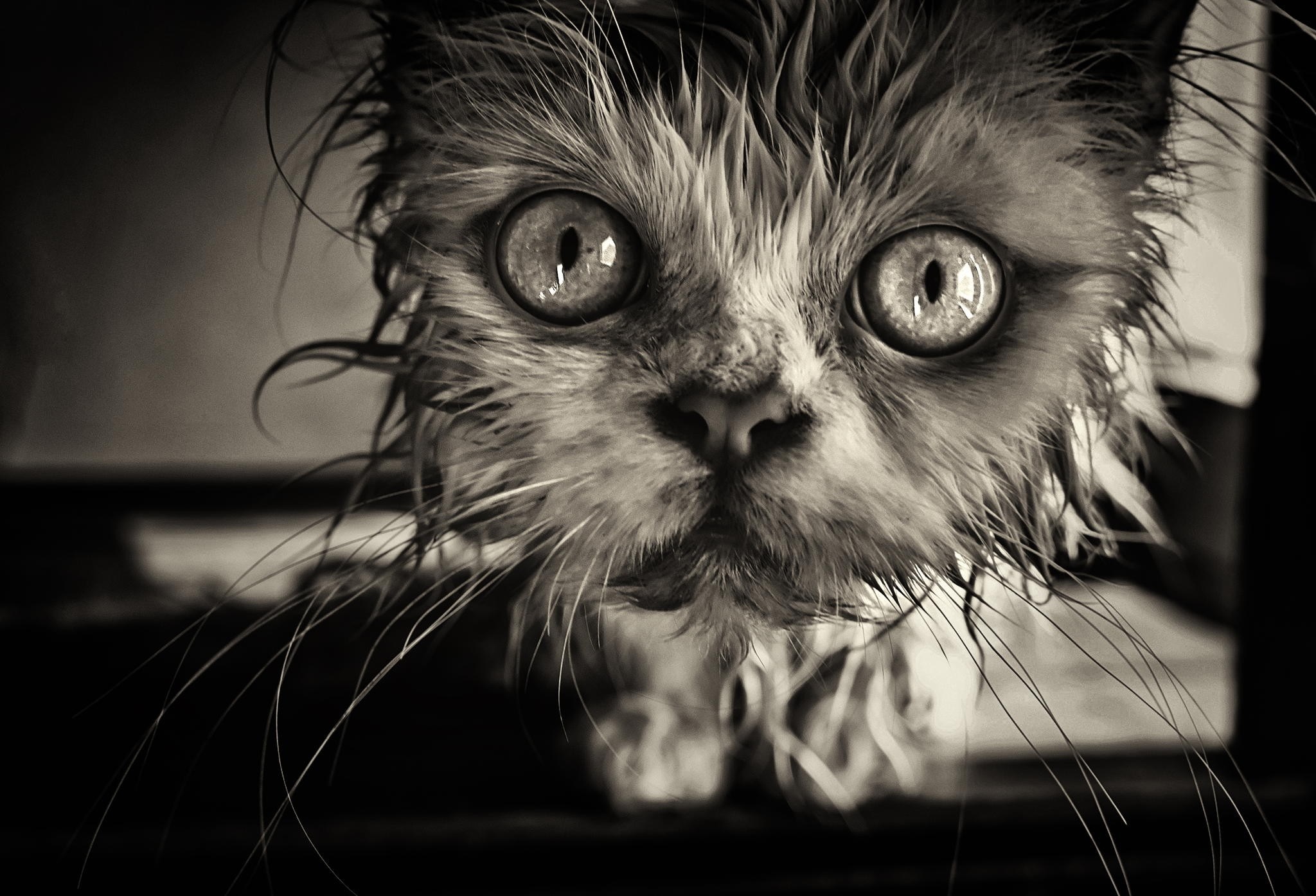 Close up of a wet Persian cat's face HD Wallpaper