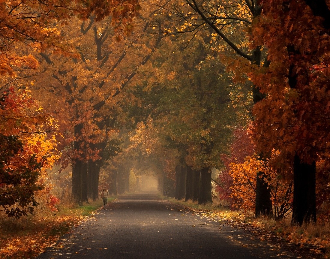 Person walking on a road lined with autumn trees HD Wallpaper