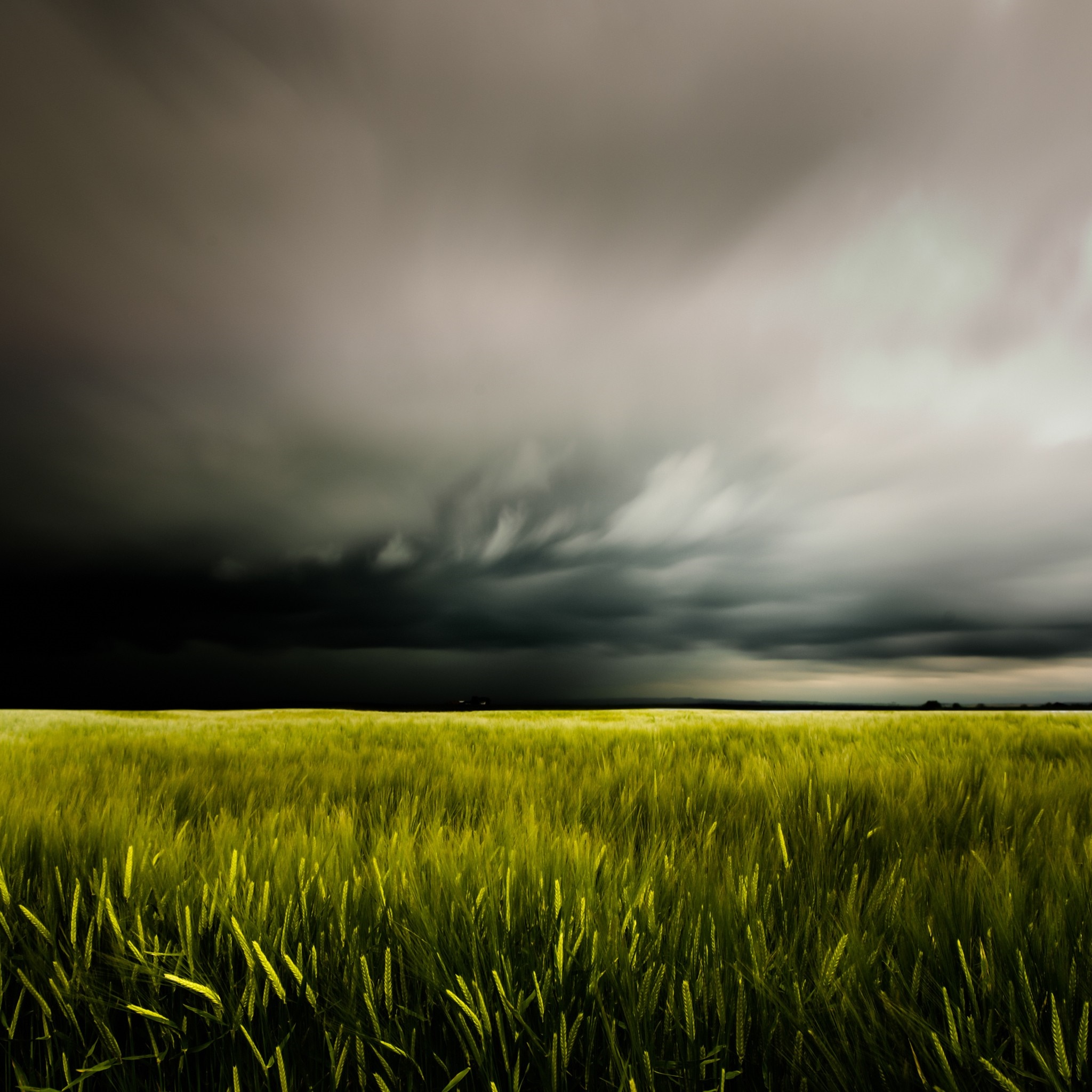 Stormy clouds over a green wheat field HD Wallpaper