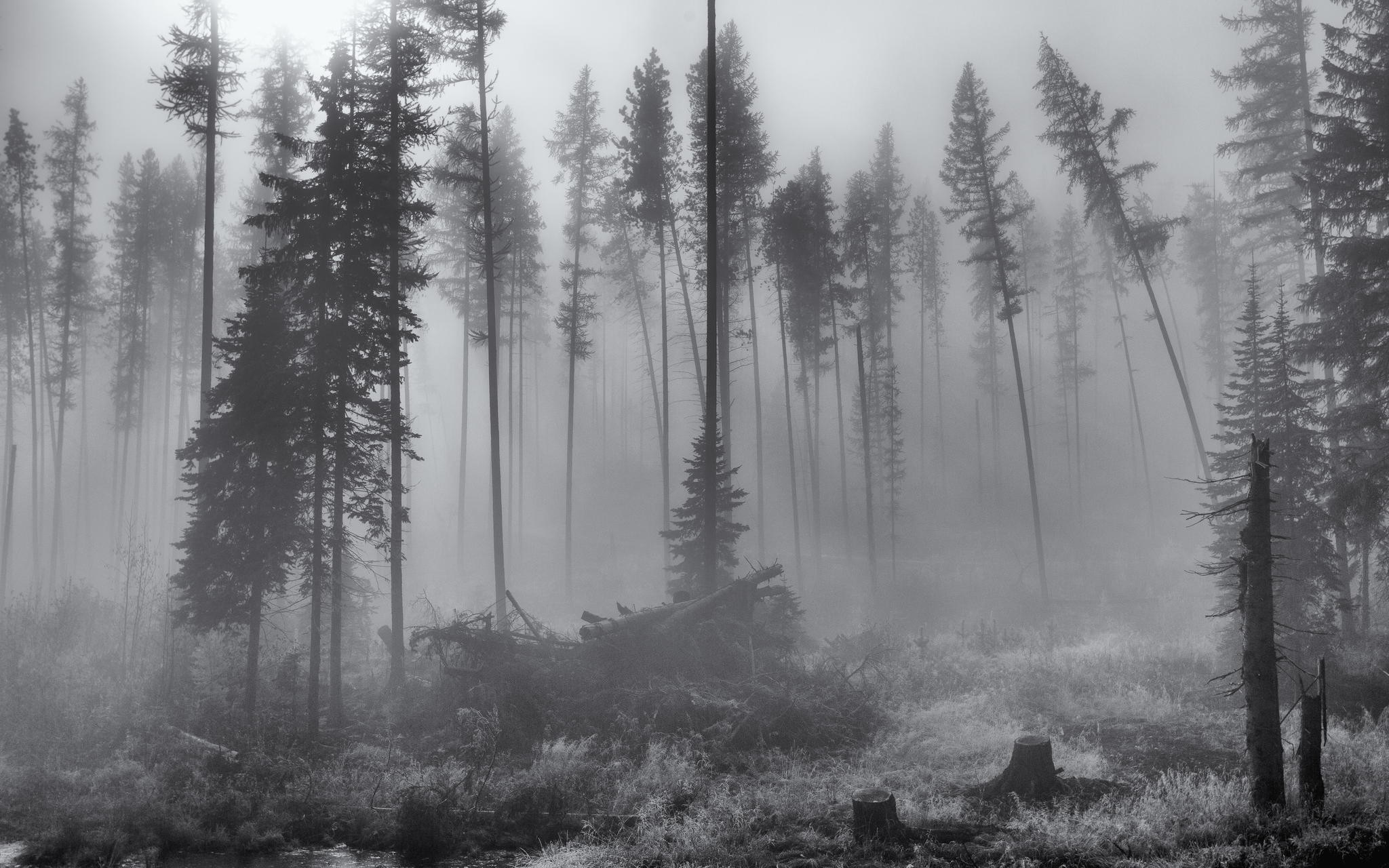 Misty forest with tall spruce trees and fallen logs HD Wallpaper