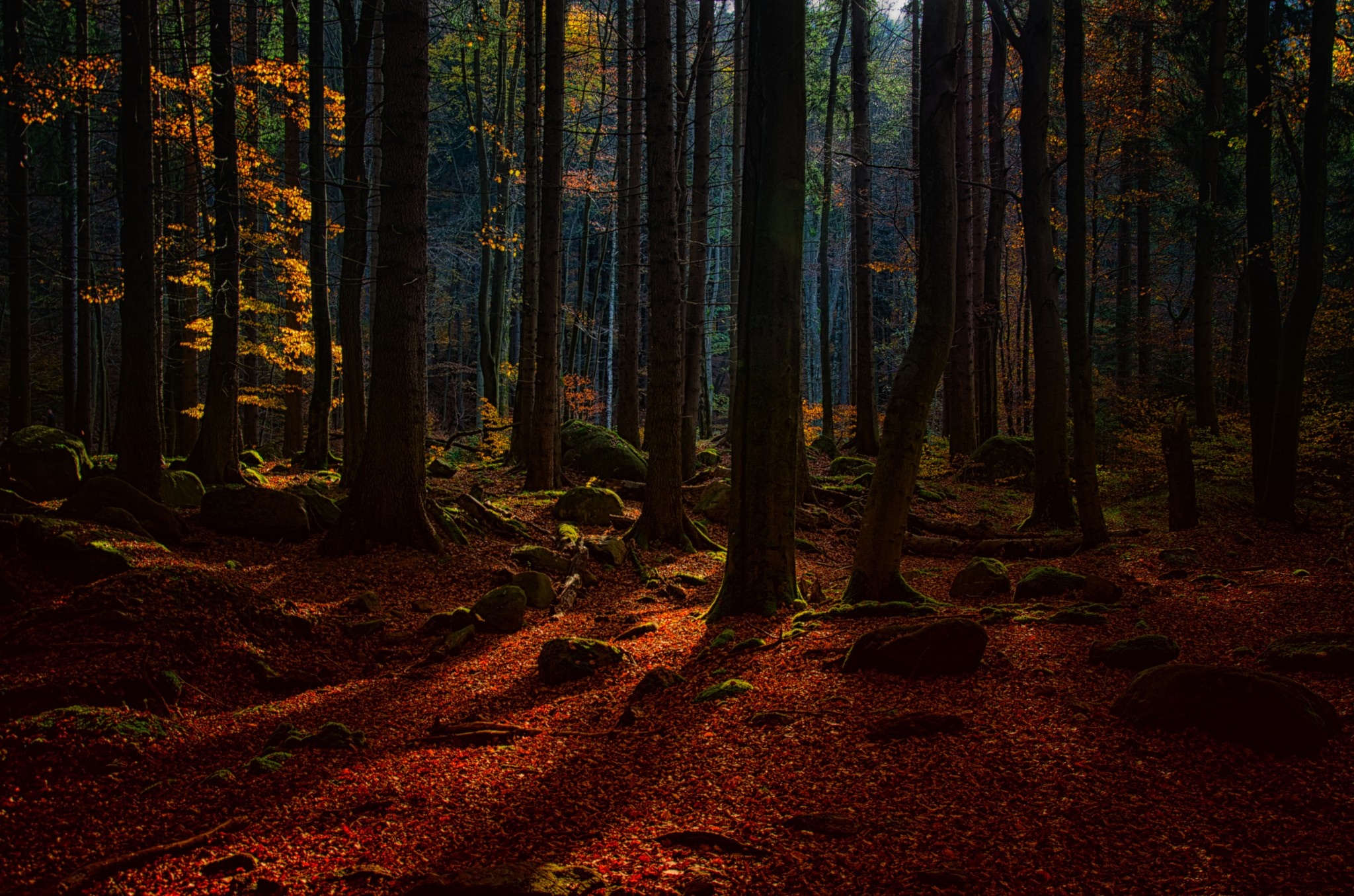 Sunlight filtering through trees in an autumn forest HD Wallpaper