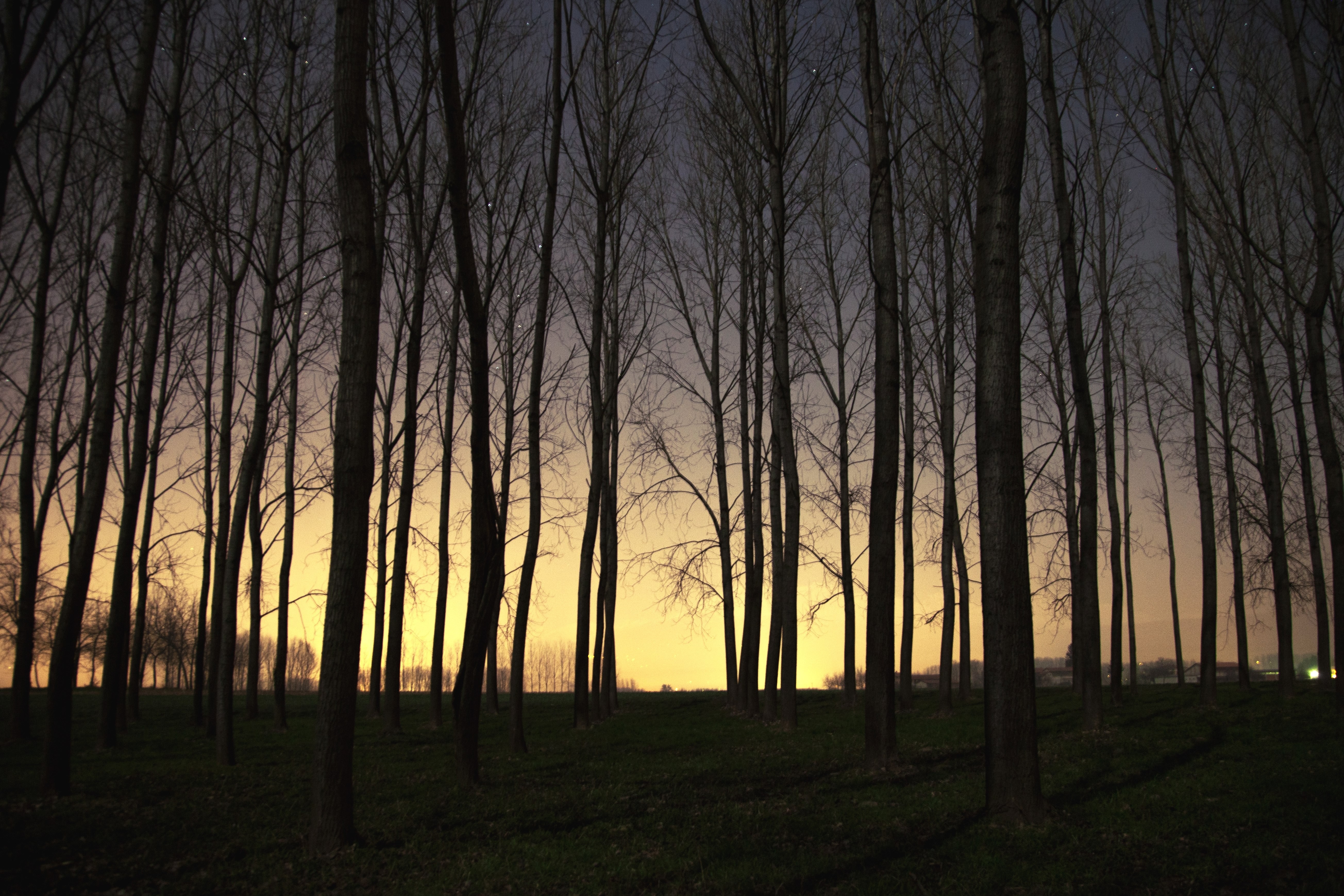 Bare trees in a forest at dusk with a yellow sky HD Wallpaper