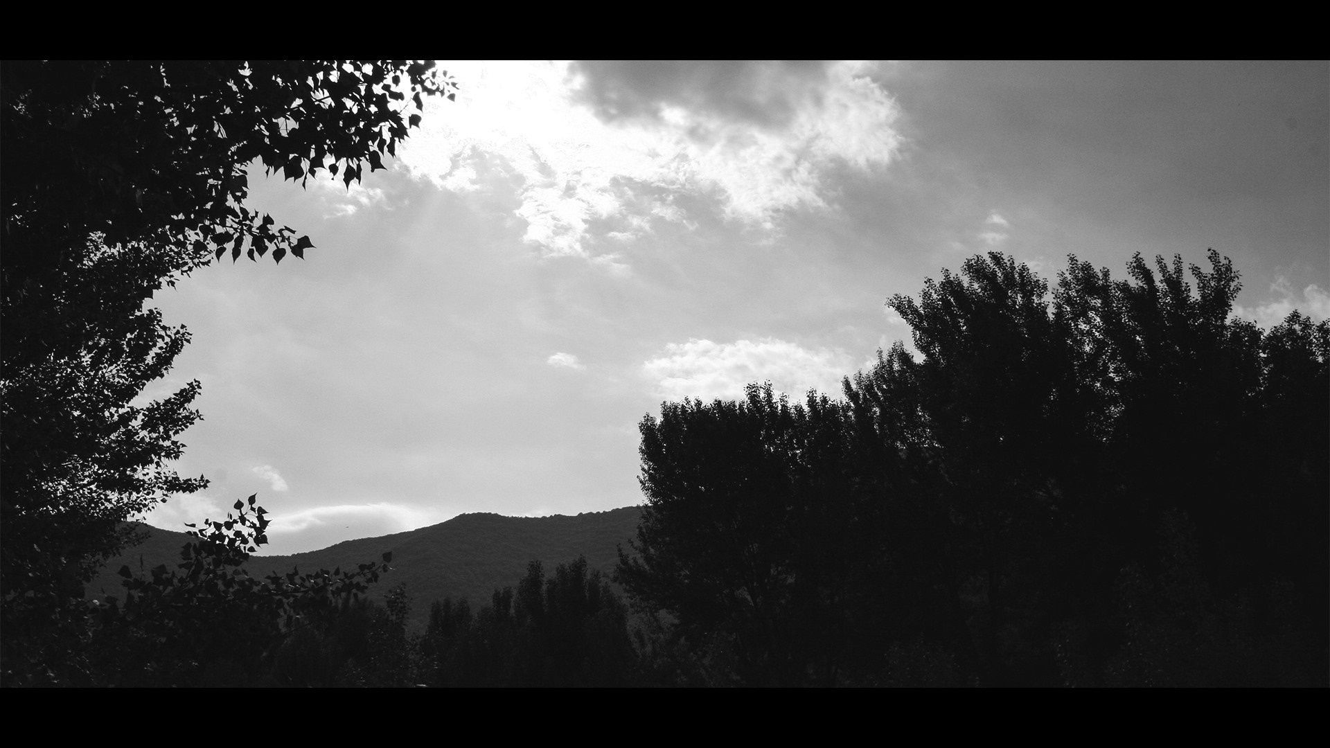 Black and white image of trees against a cloudy sky and mountains HD Wallpaper