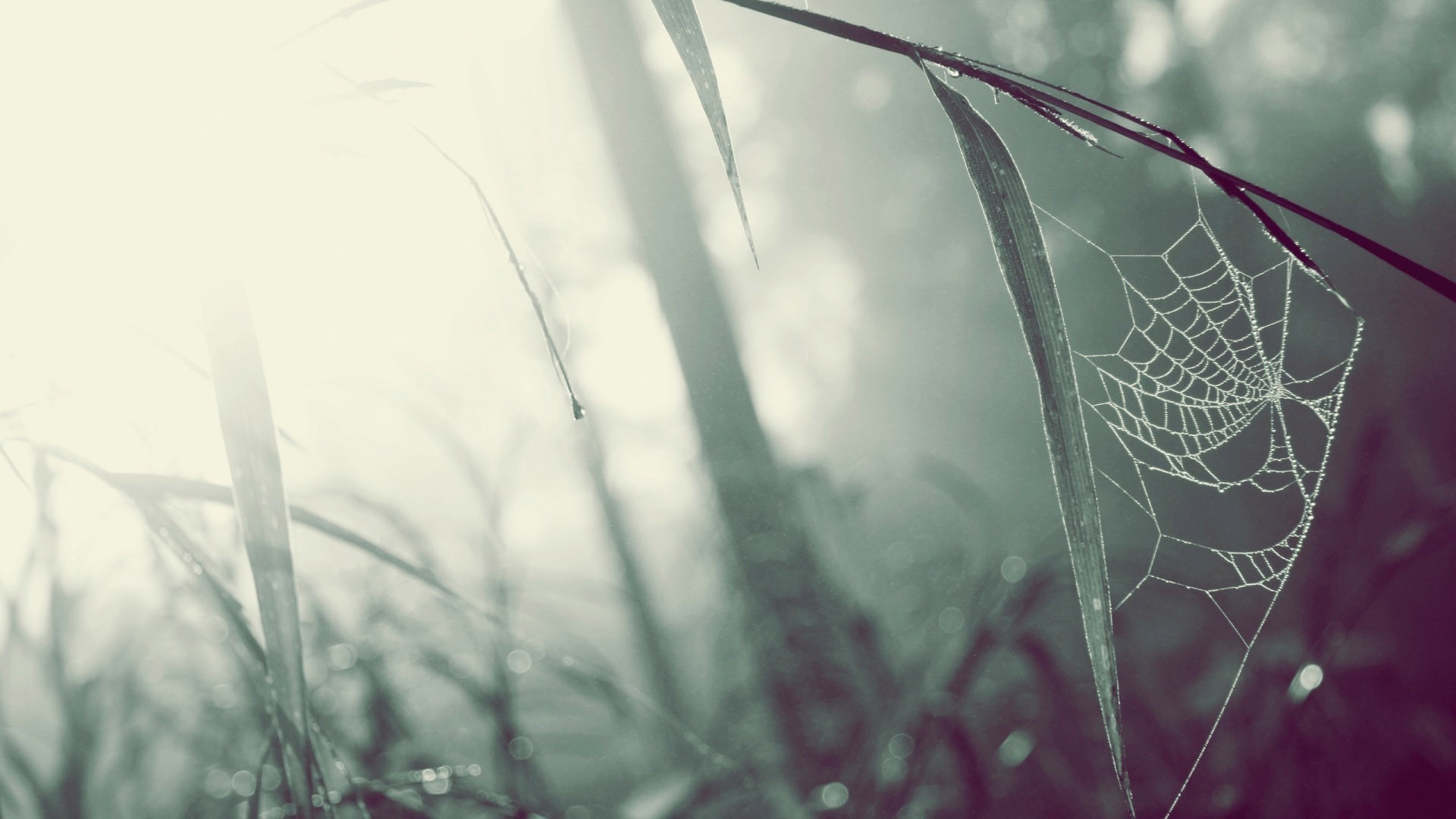 Spiderweb with dew drops in morning sunlight HD Wallpaper
