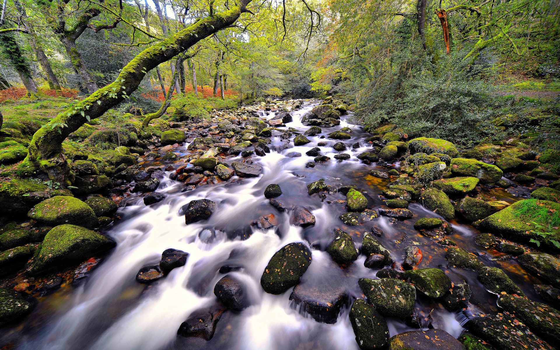 Mossy forest stream with rocks and trees HD Wallpaper