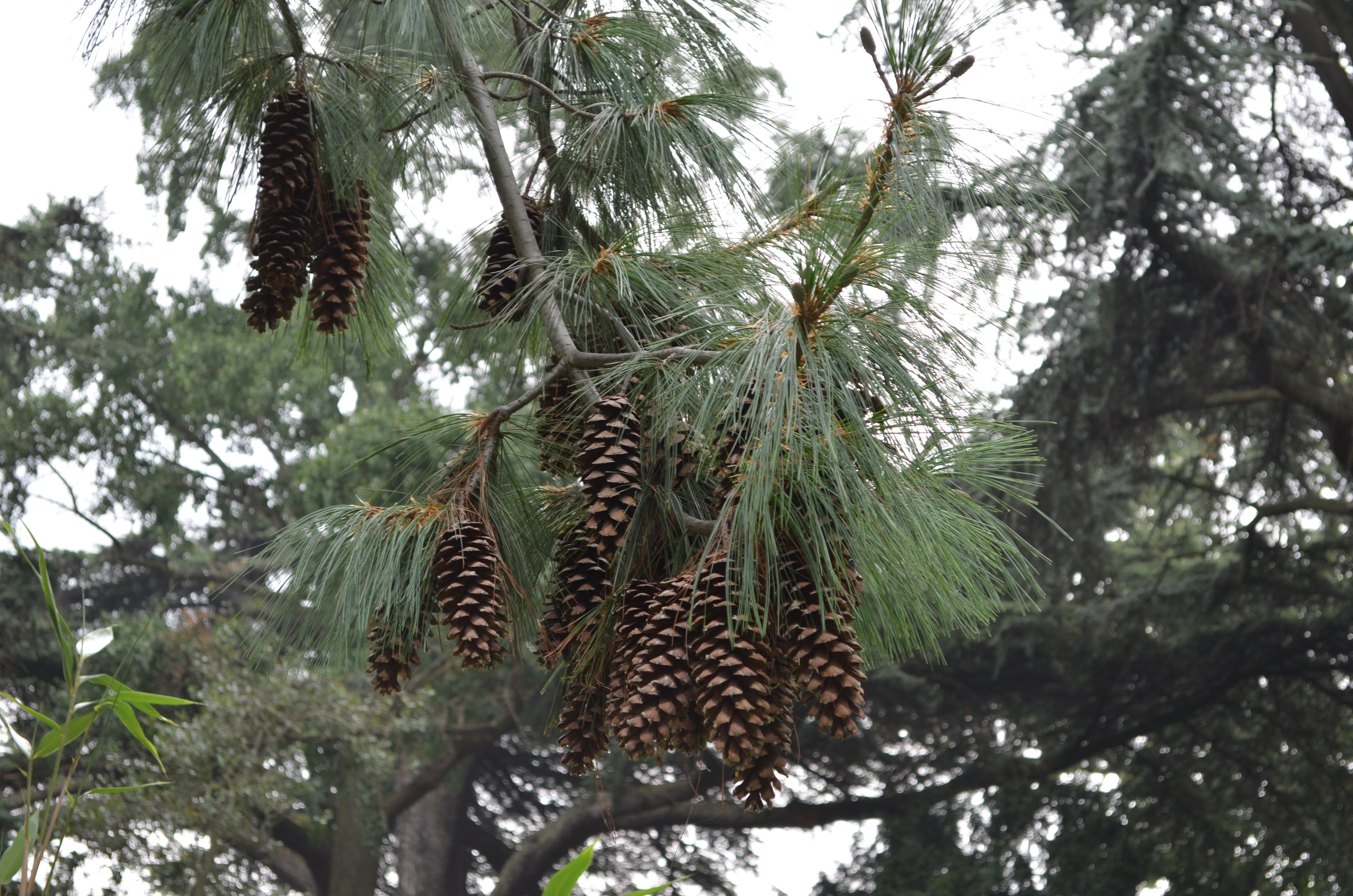Pine cones hanging from a pine tree branch HD Wallpaper