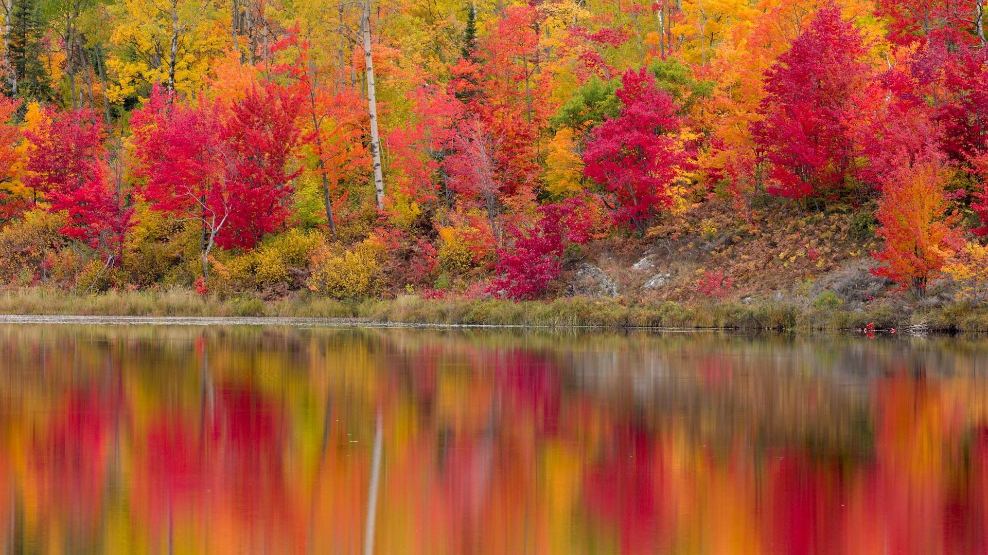 Autumn forest reflected in a calm lake HD Wallpaper