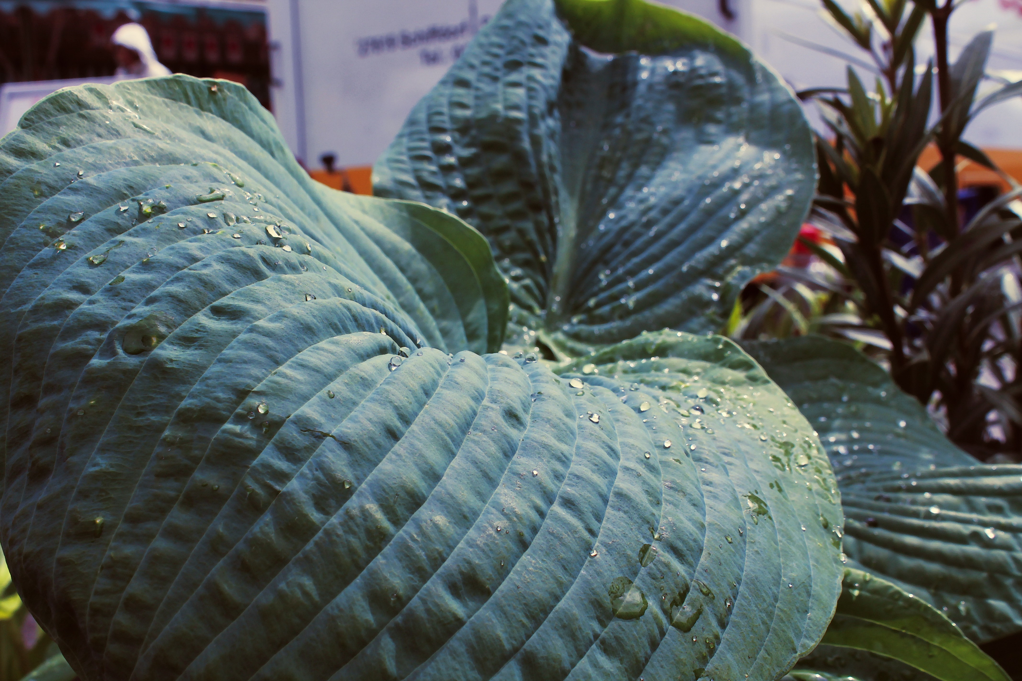 Close up of wet green hosta leaves HD Wallpaper