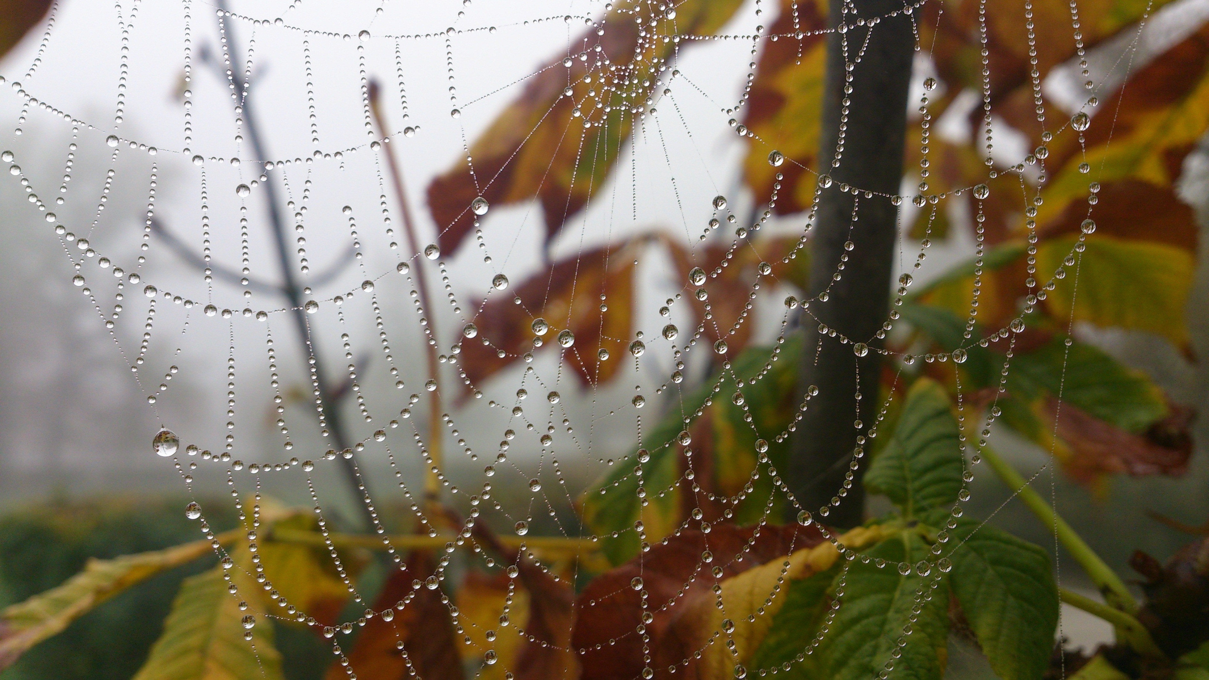Spider web with dew drops and autumn leaves HD Wallpaper