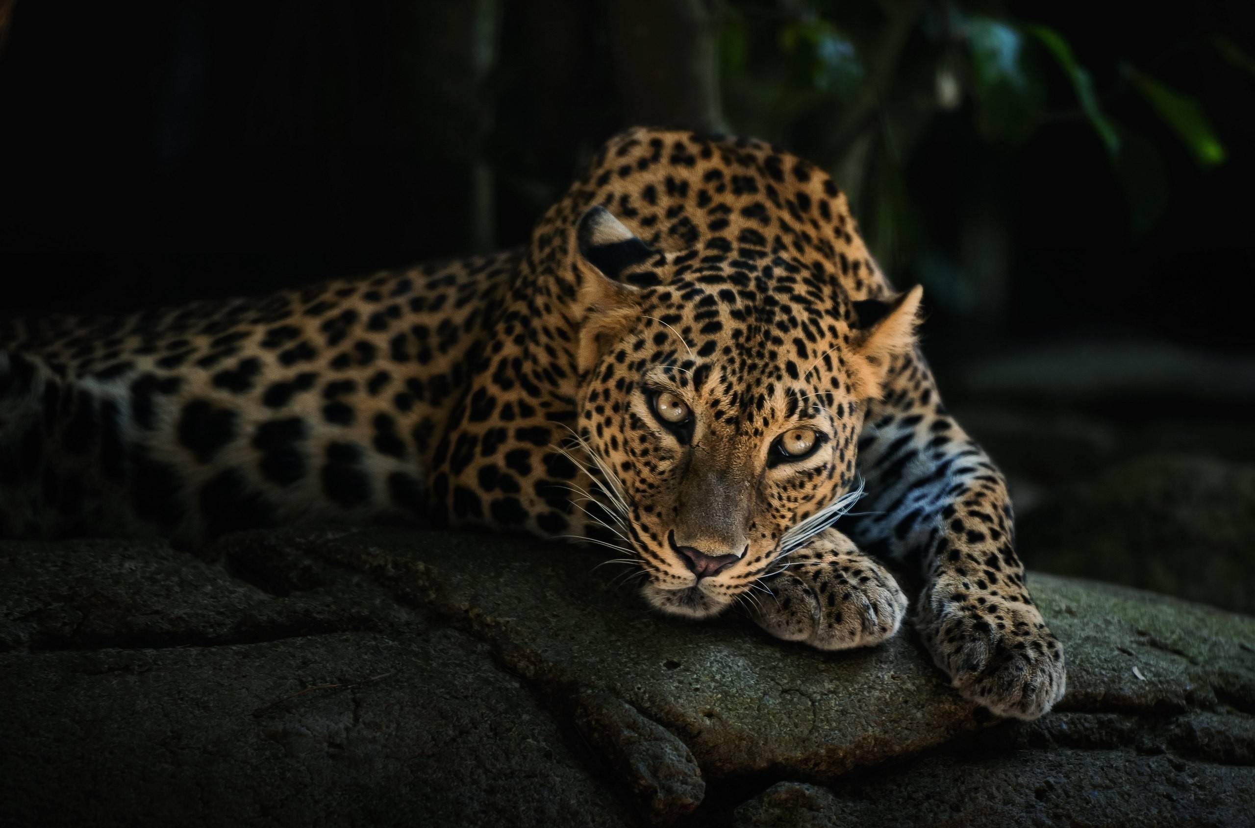 Leopard resting on a rock in dark forest HD Wallpaper