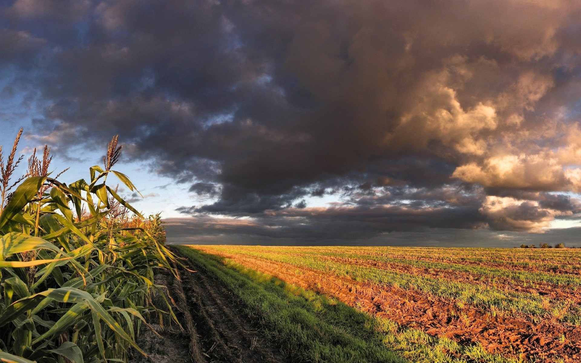 Cornfield under stormy, sunset clouds HD Wallpaper