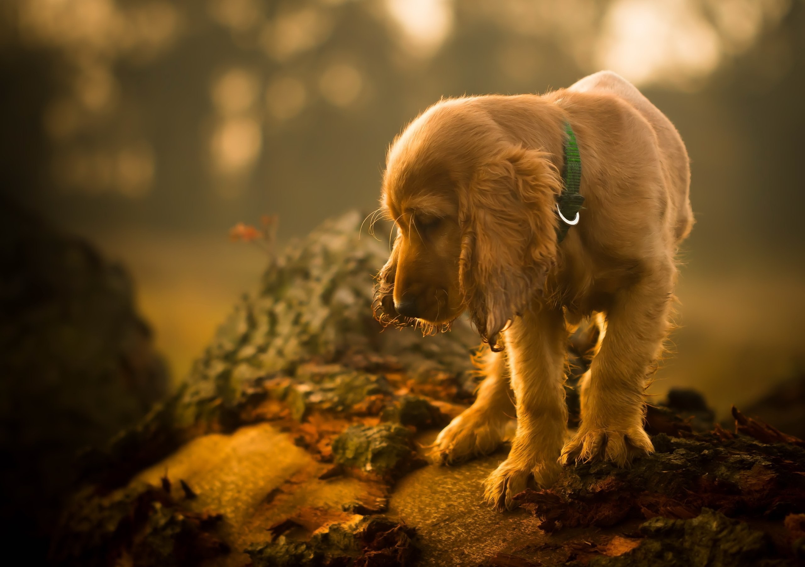 Golden Retriever puppy on a log in autumn HD Wallpaper