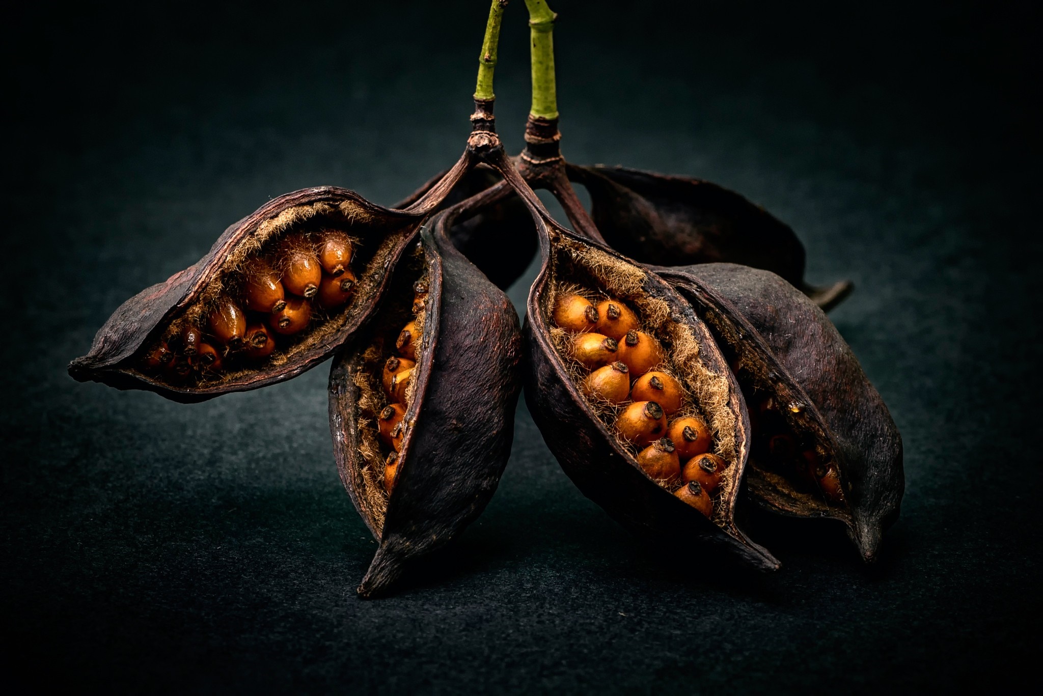 Dried seed pods with orange seeds on dark background HD Wallpaper