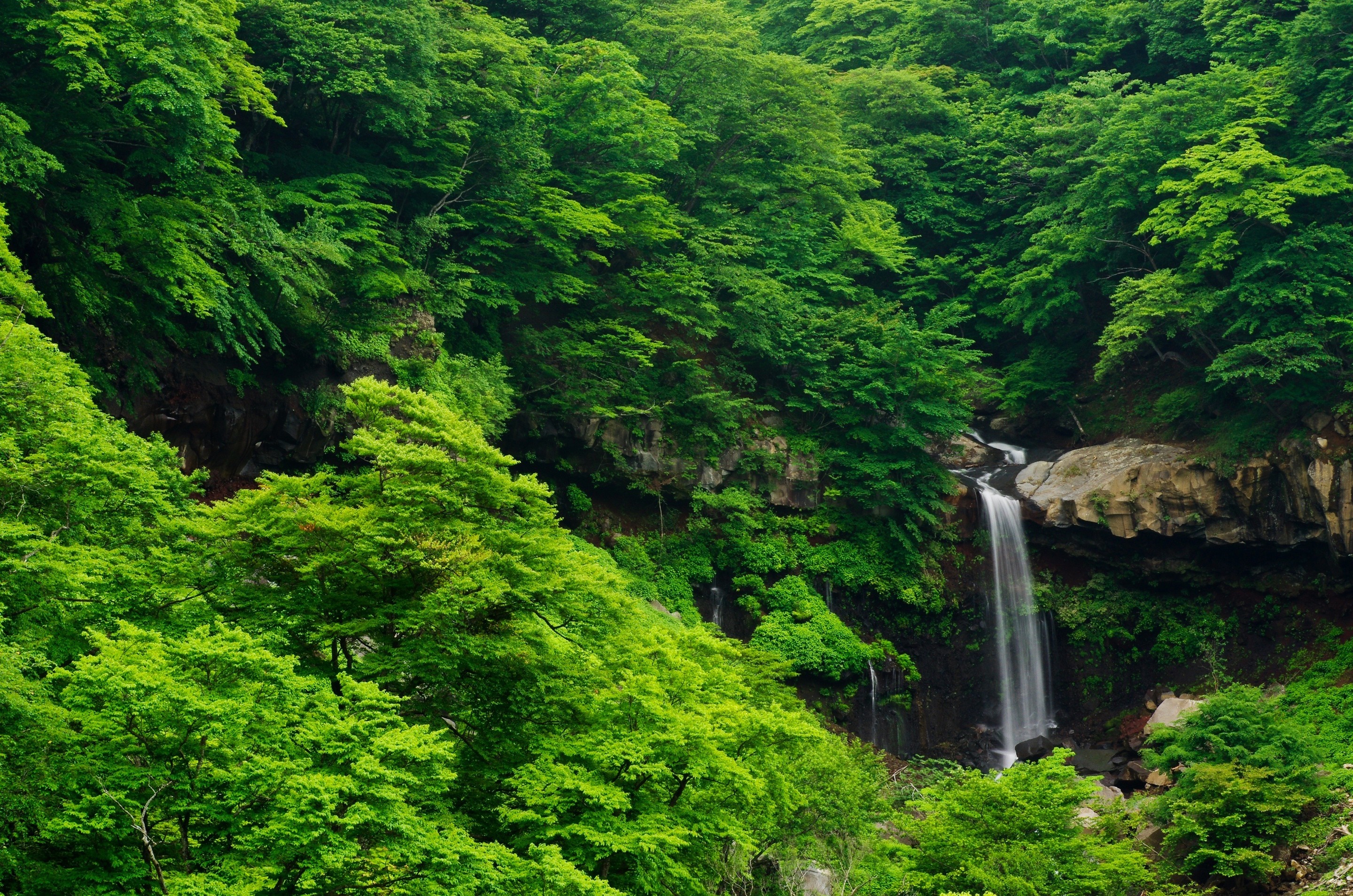 Serene Waterfall in Lush Green Forest HD Wallpaper
