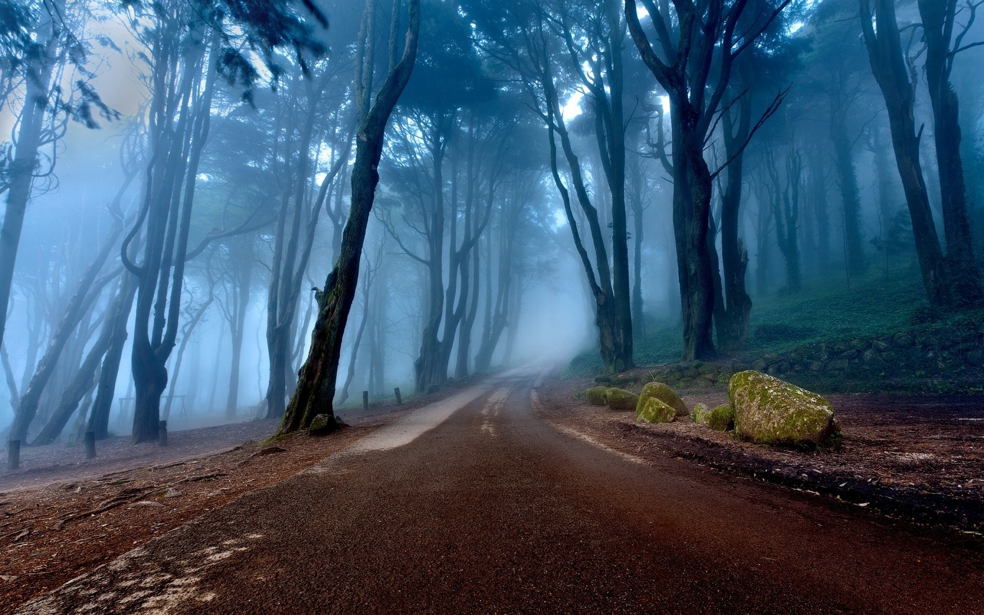 Misty forest road with tall trees and rocks HD Wallpaper