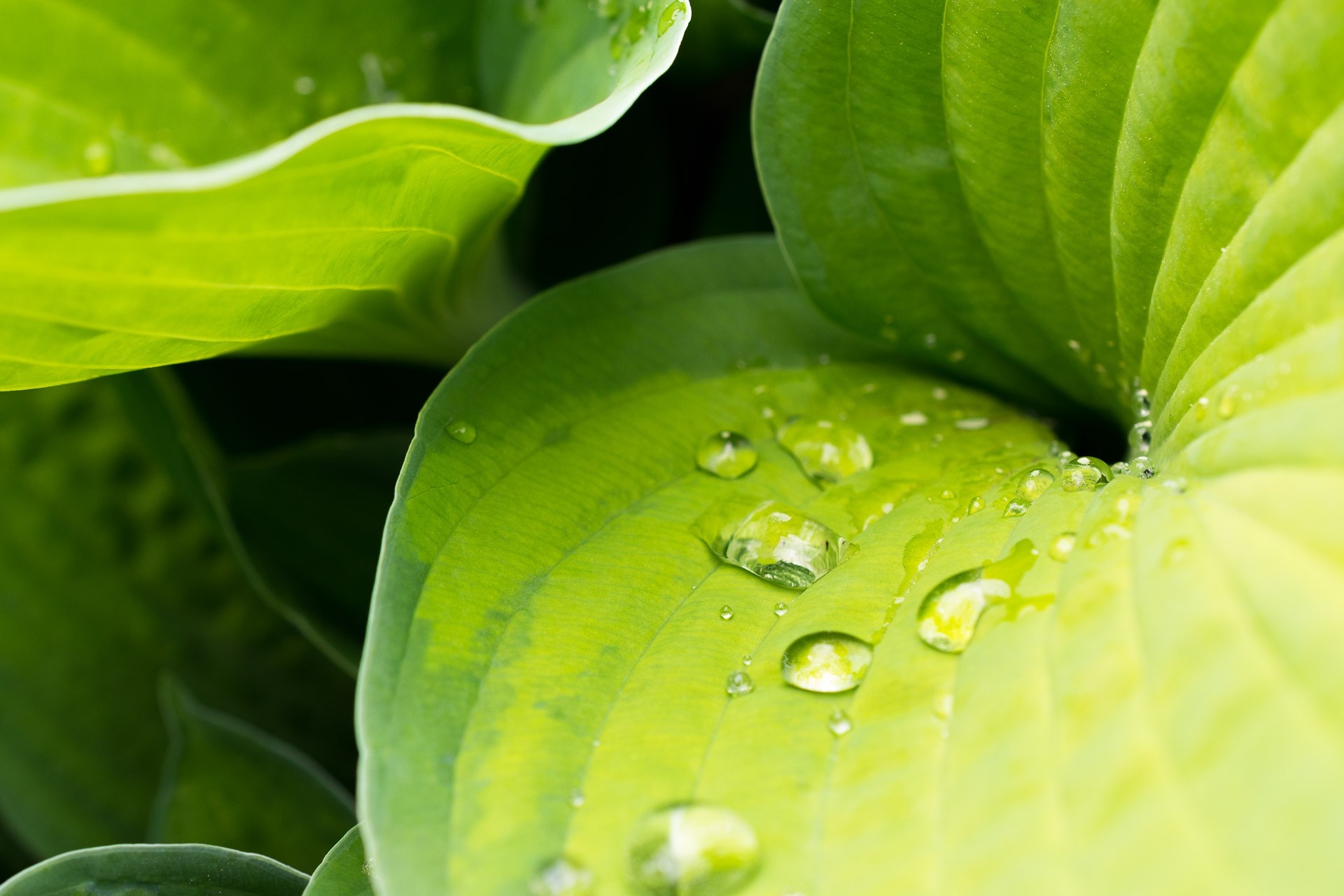 Close-up of green leaves with water drops HD Wallpaper