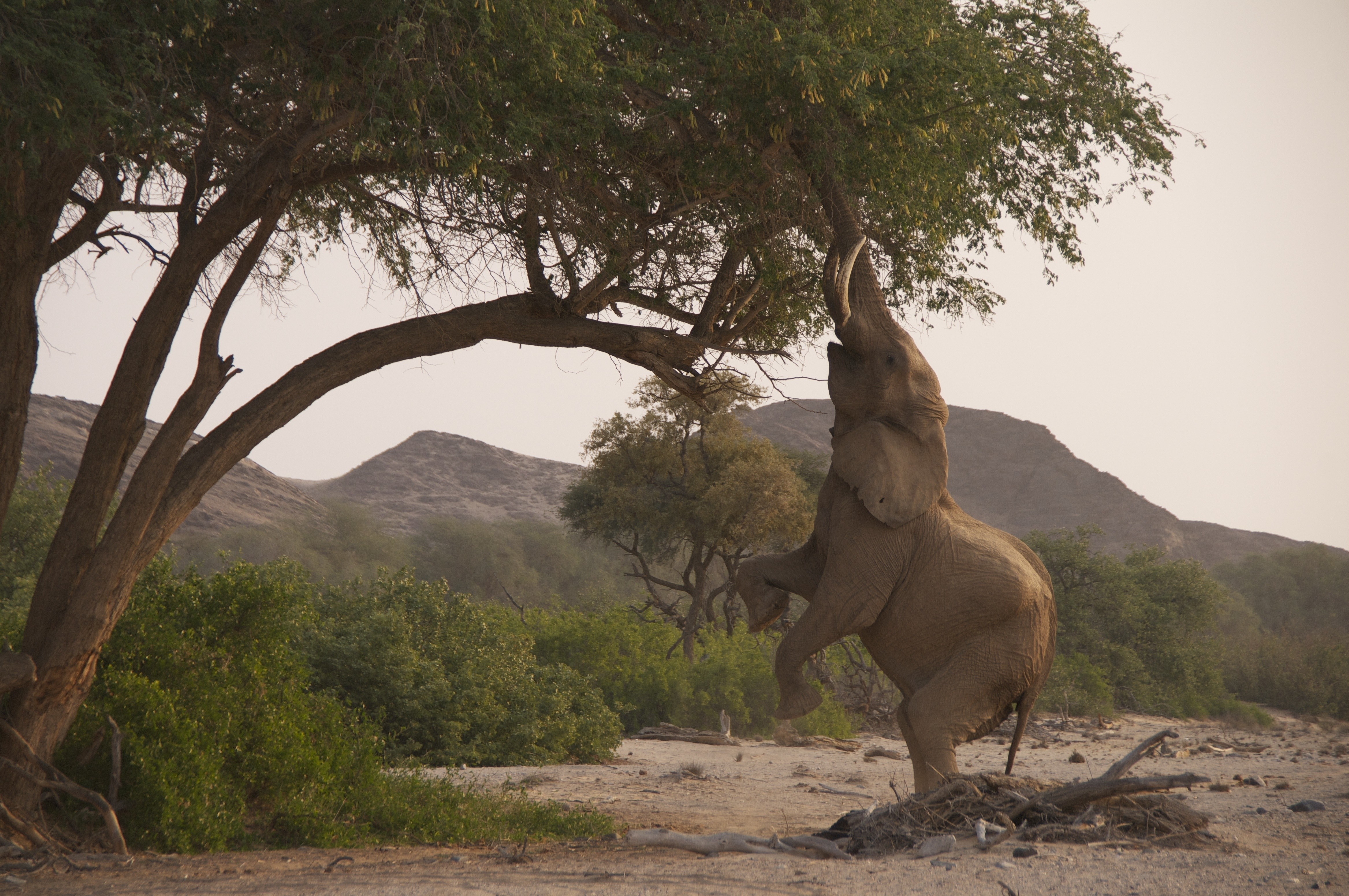 Elephant reaching for leaves on a tree HD Wallpaper