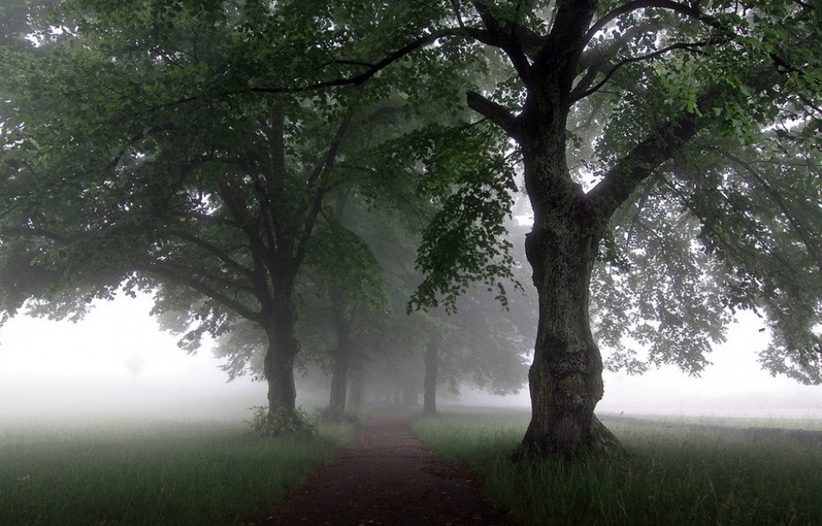 Trees lining a foggy path in a forest HD Wallpaper