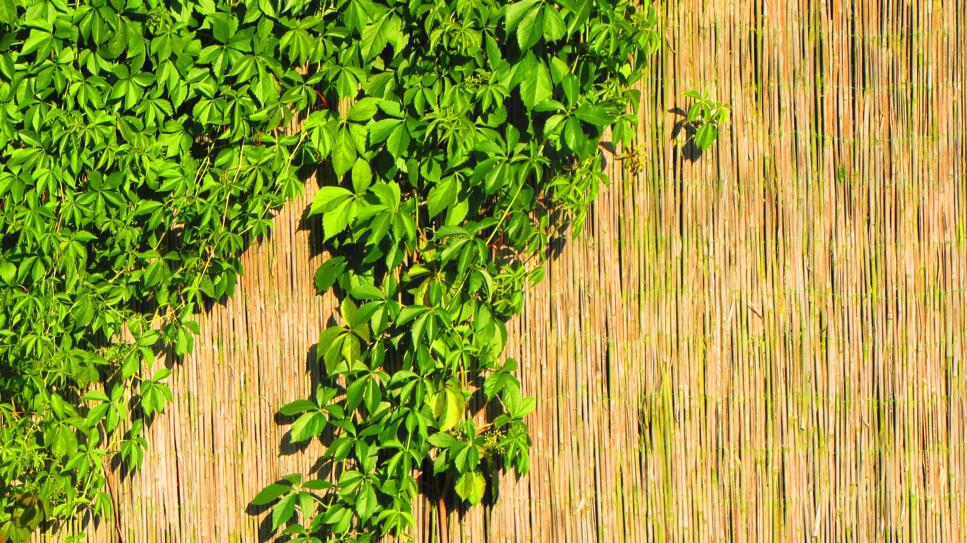 Green ivy vines on a bamboo fence HD Wallpaper